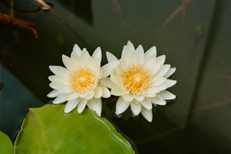 two white water lilies floating on top of a pond