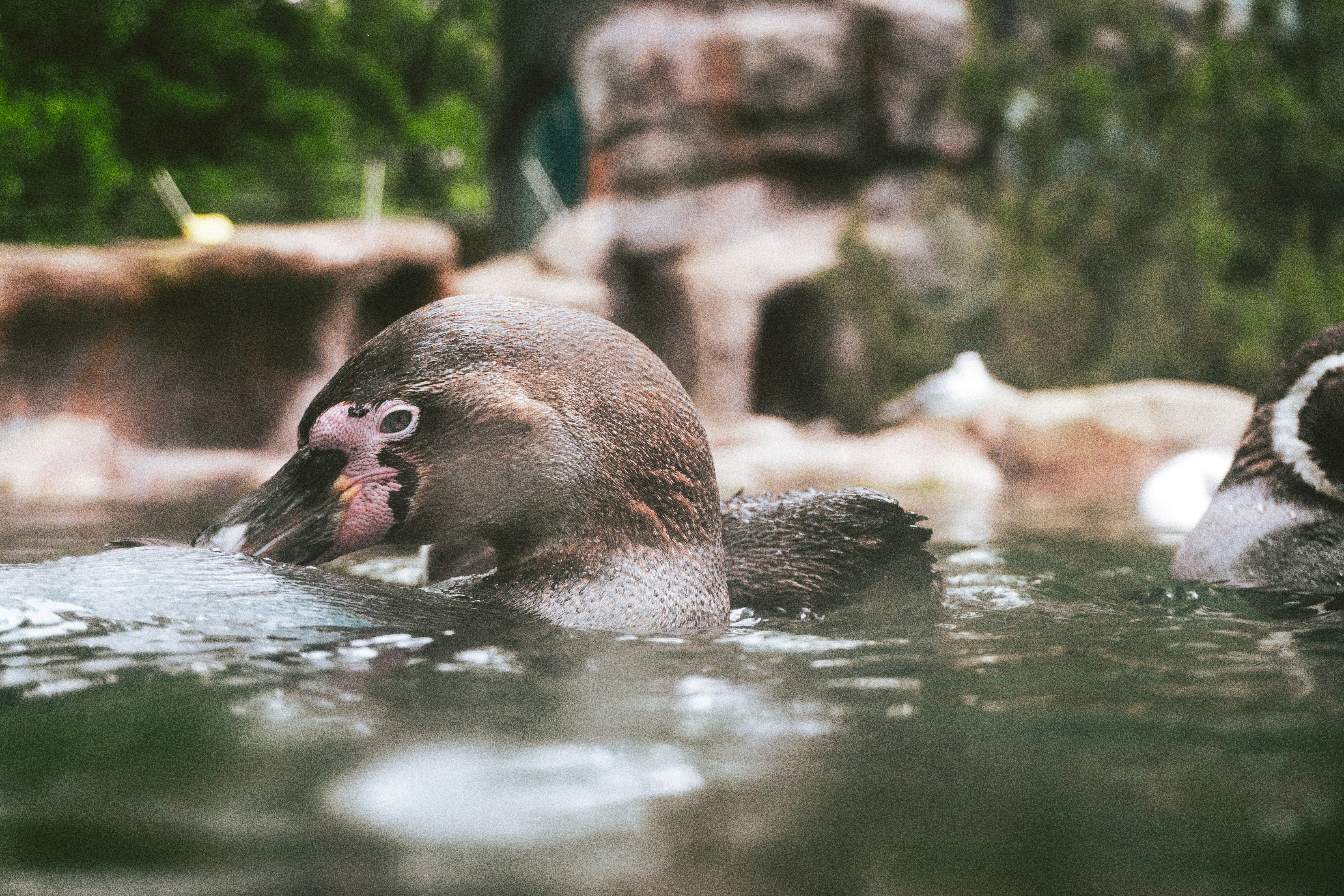 a penguin swimming in a pool of water