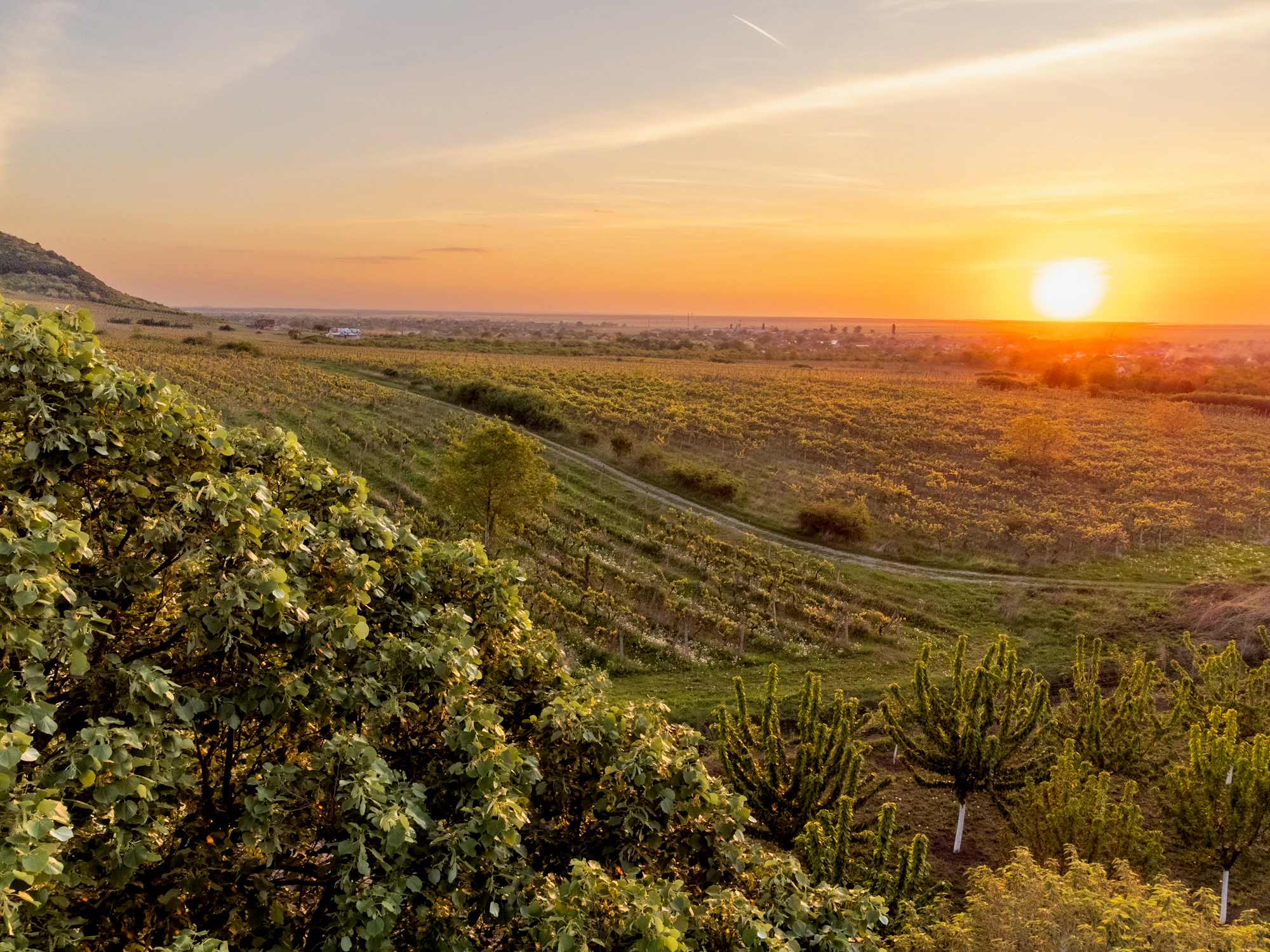 Sunset over vineyards and fields in the Romanian countryside