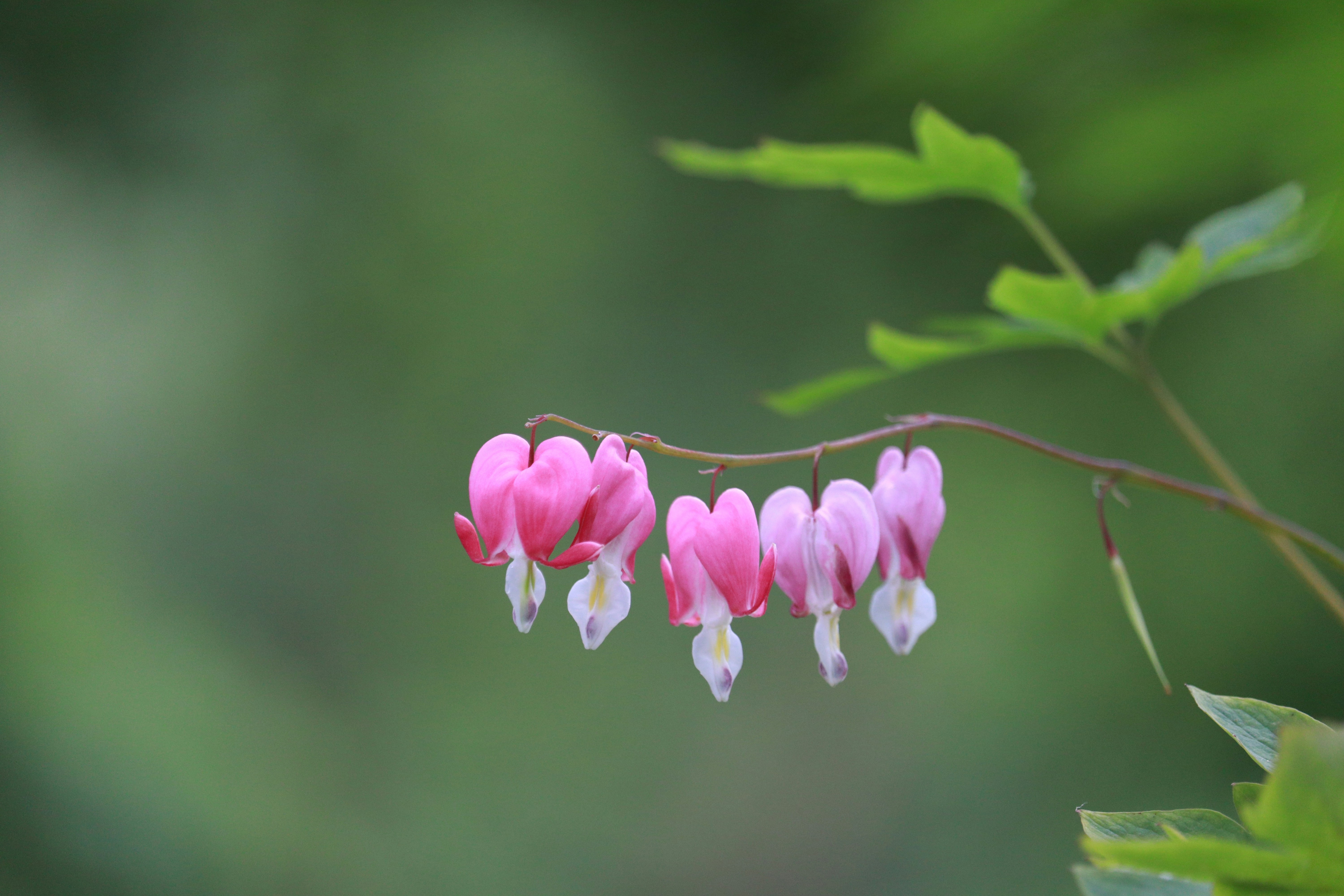 Photo by dhruv_padaliya