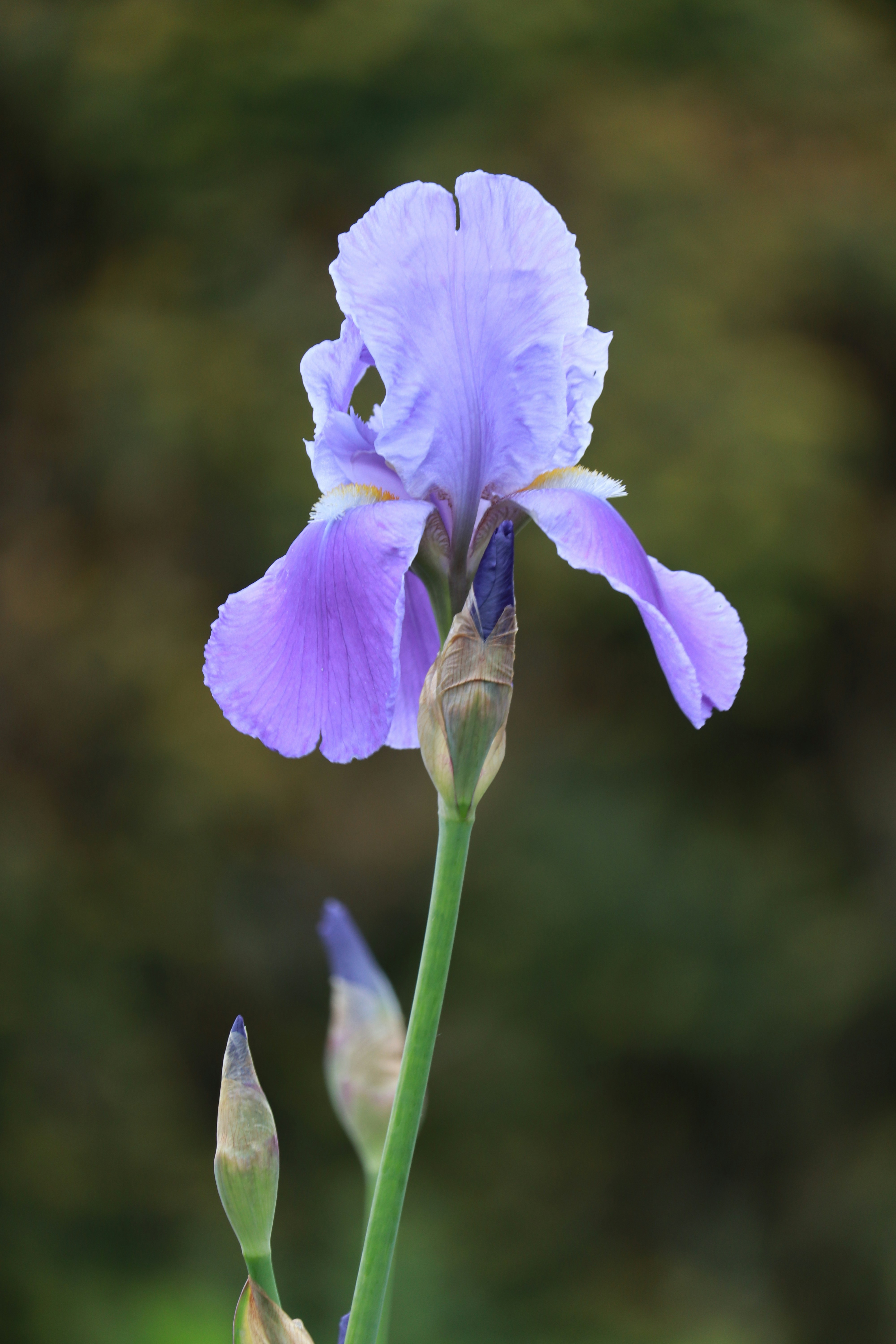 Photo by dhruv_padaliya