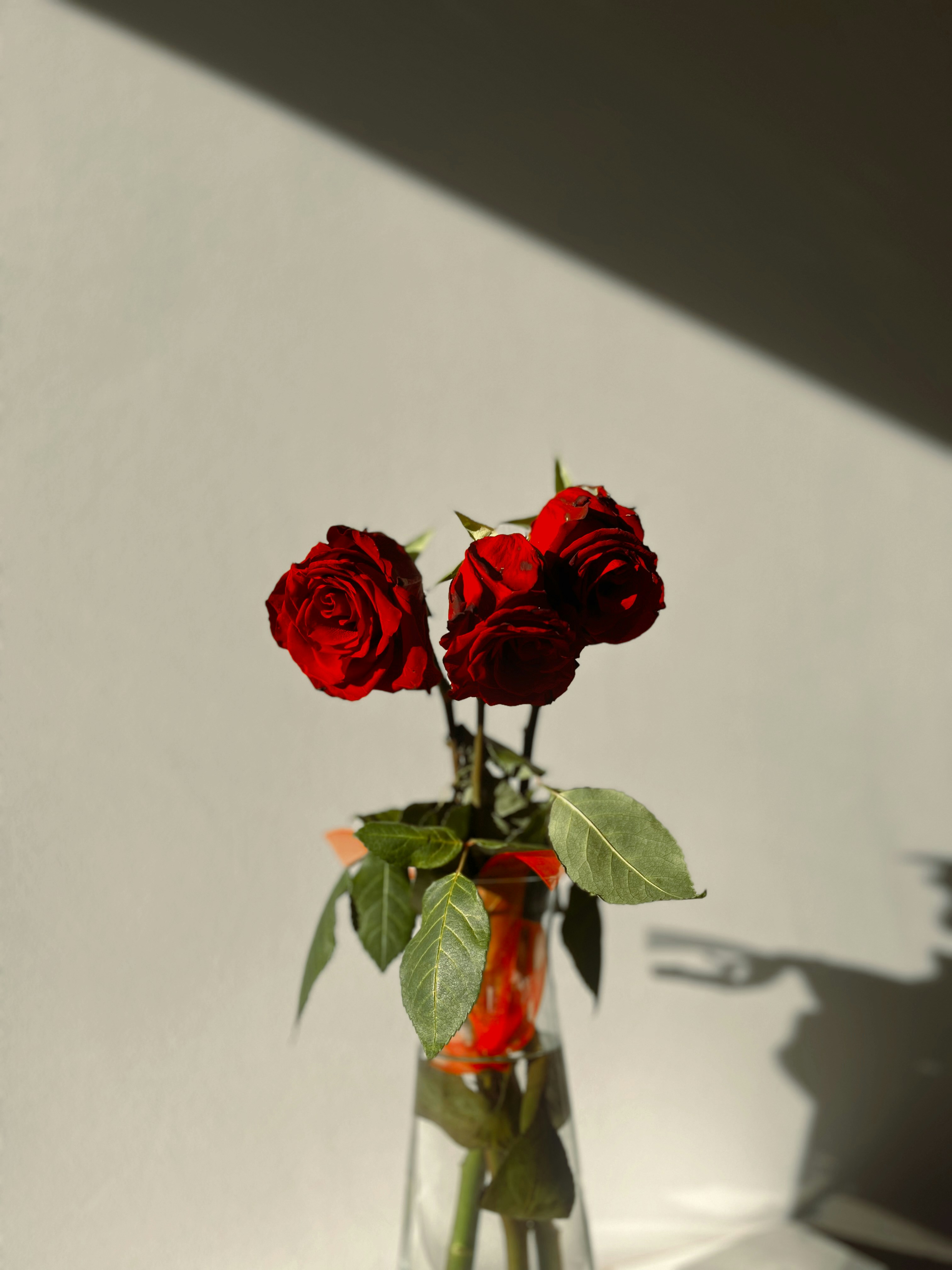 Photo by vanyurvivien