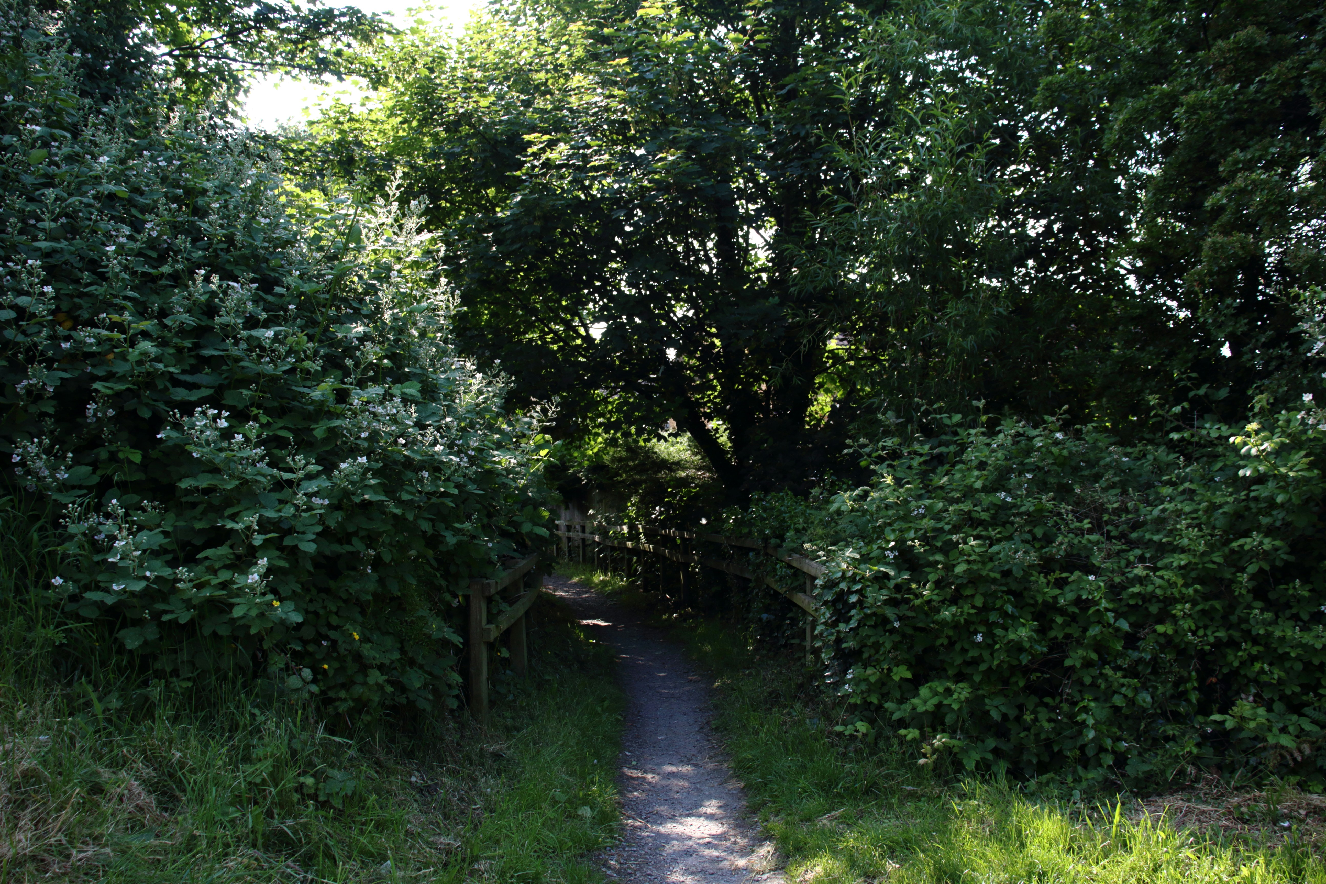 Photo by bloominghyacinth