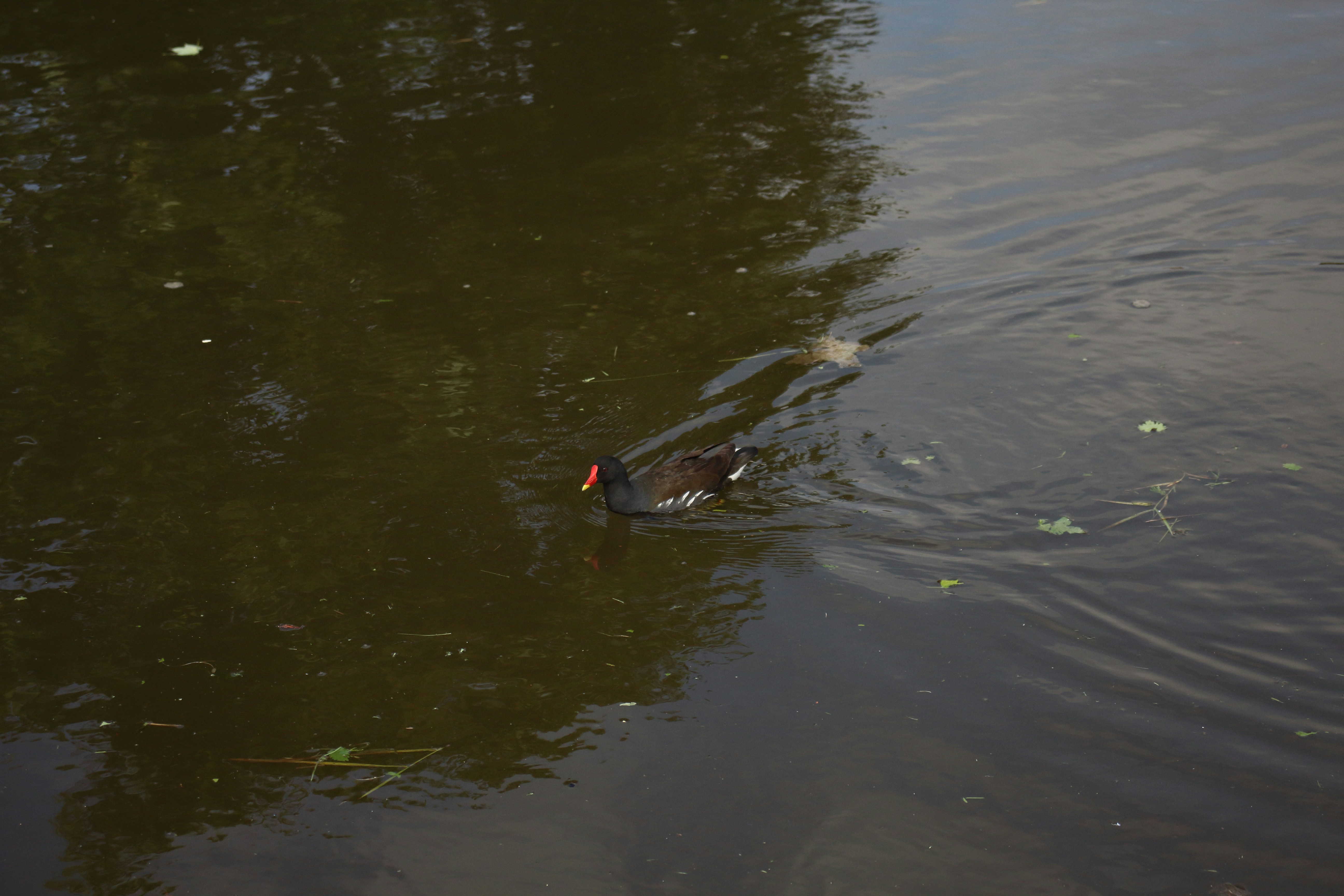 Photo by bloominghyacinth