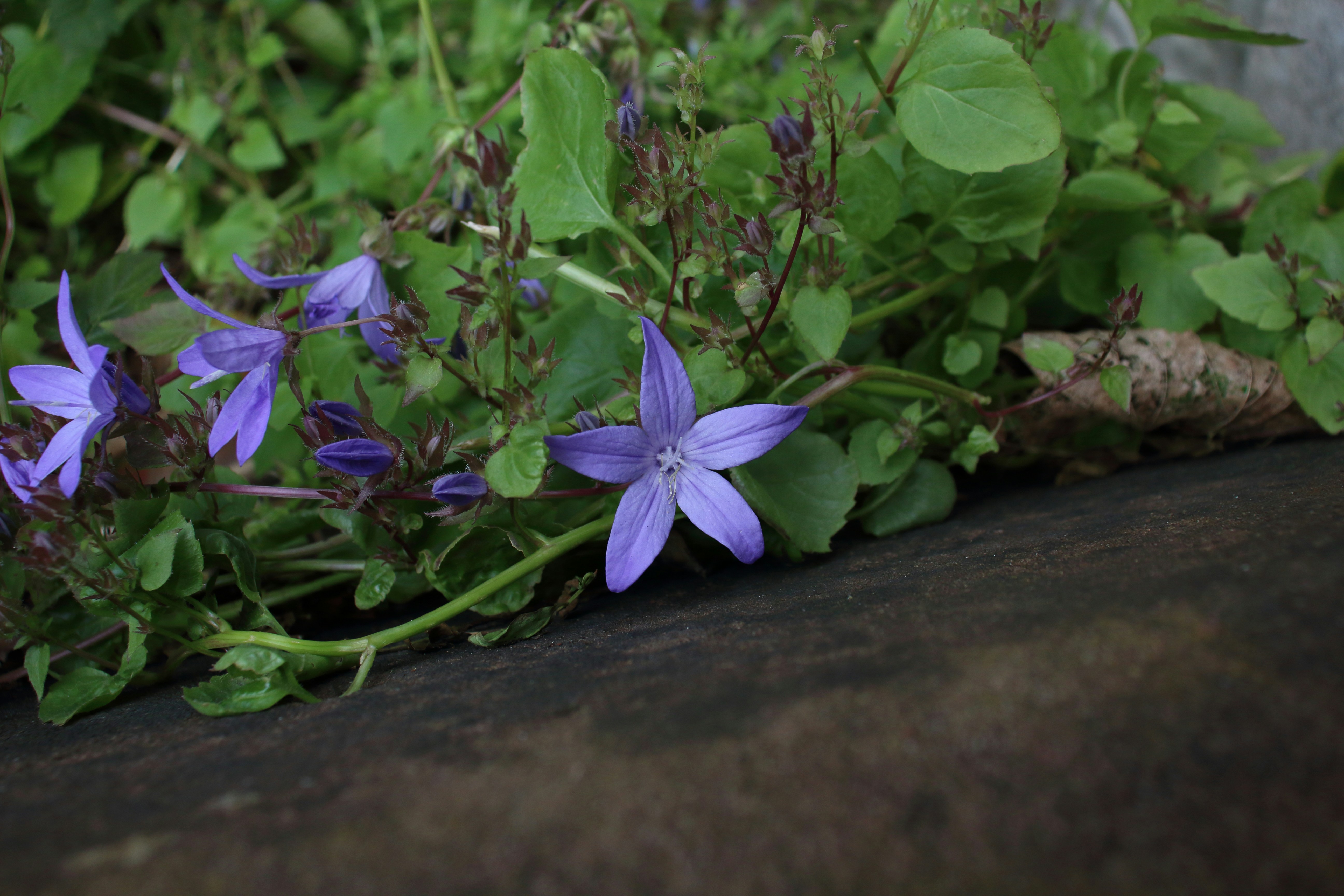 A bunch of purple flowers growing out of the ground photo – Free ...
