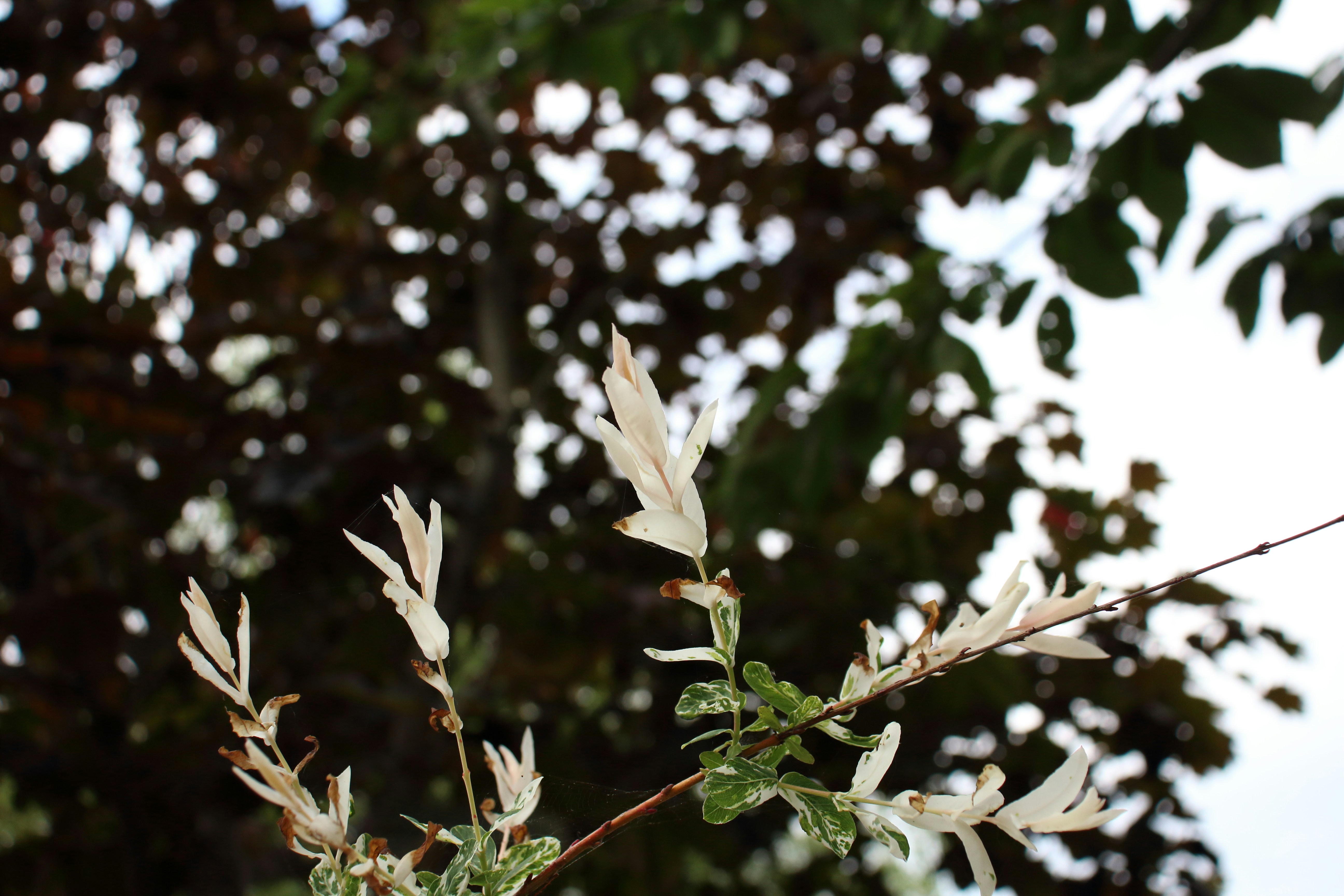 Photo by bloominghyacinth