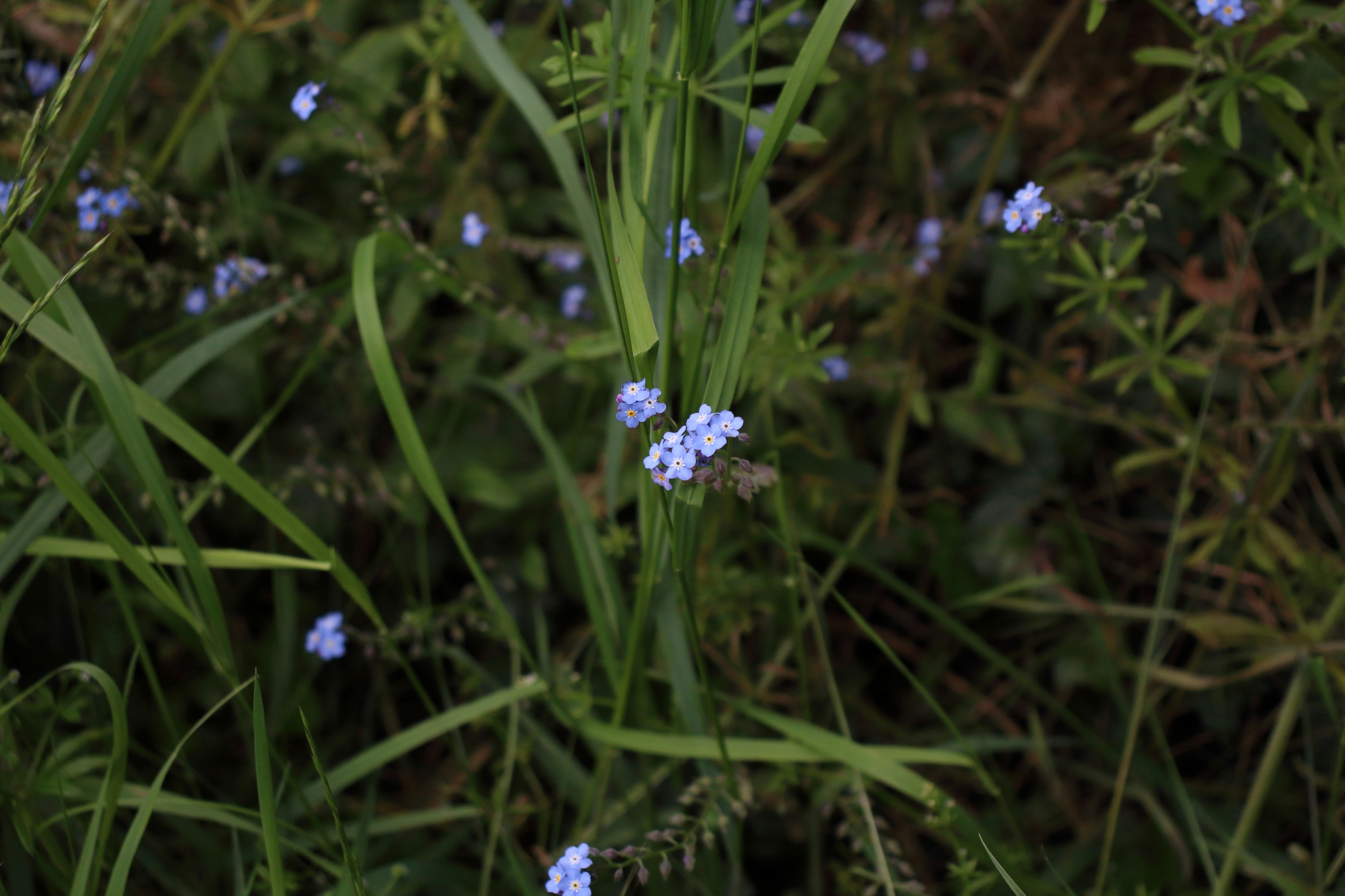 Photo by bloominghyacinth