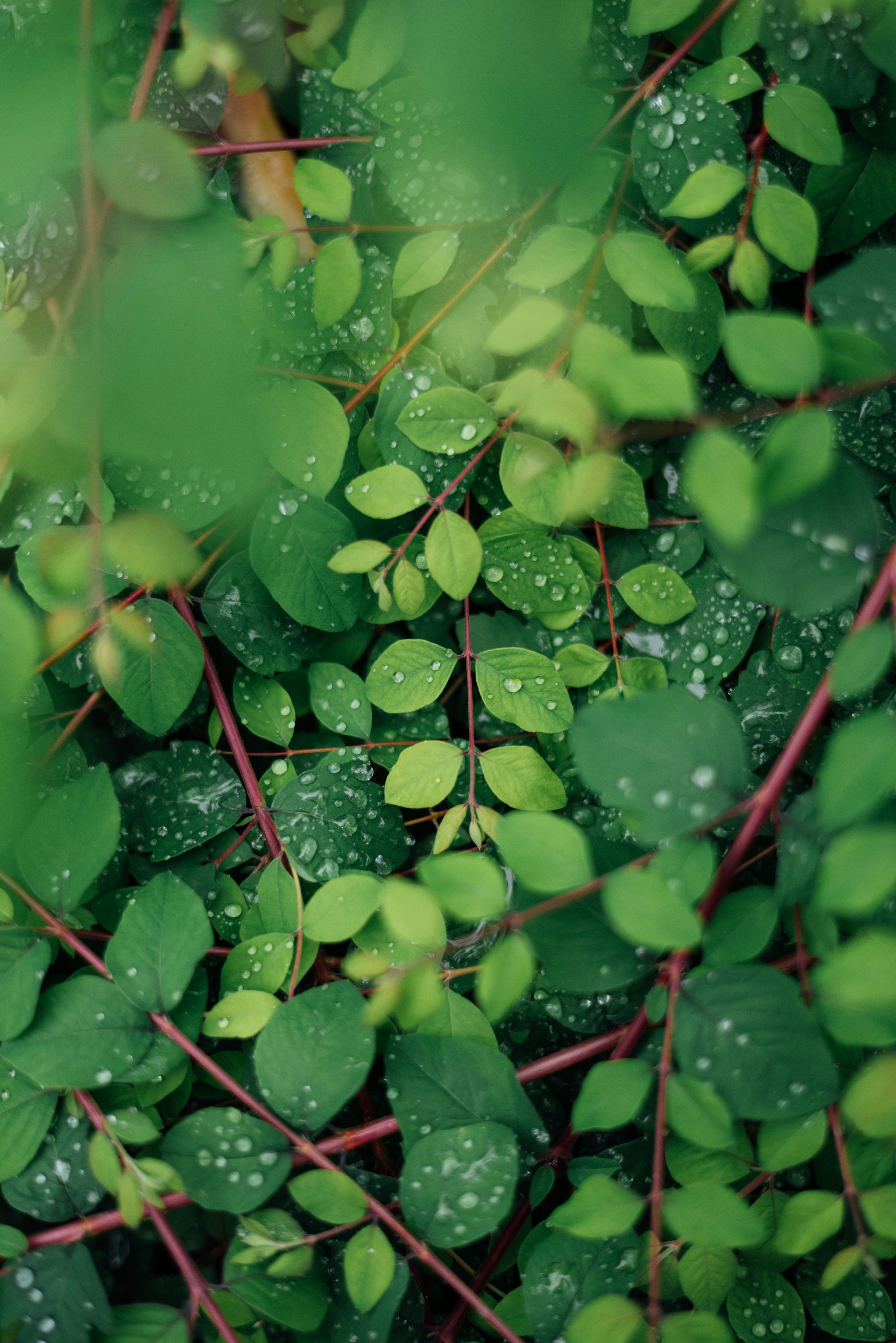 a bunch of green leaves with water droplets on them