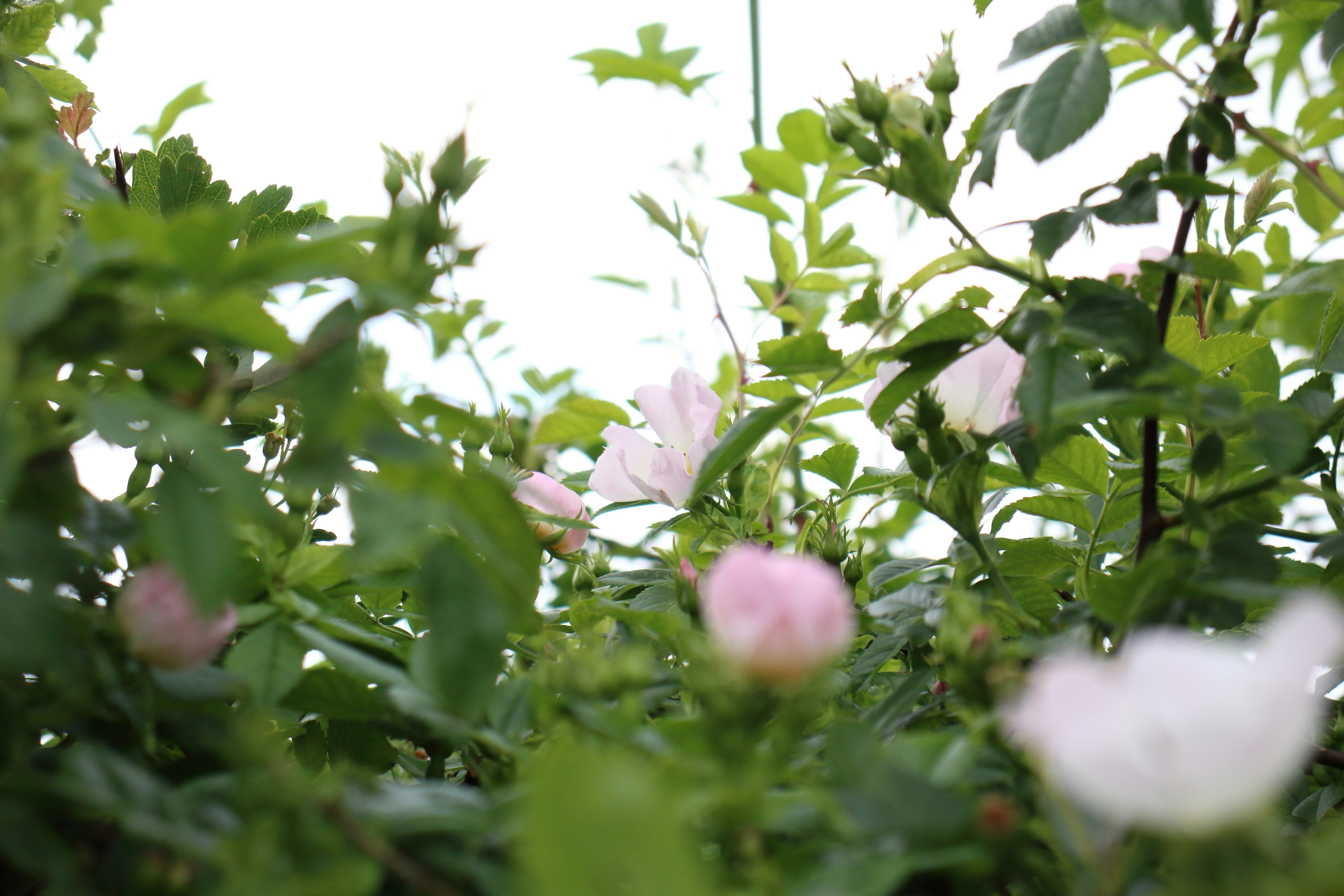 Photo by bloominghyacinth