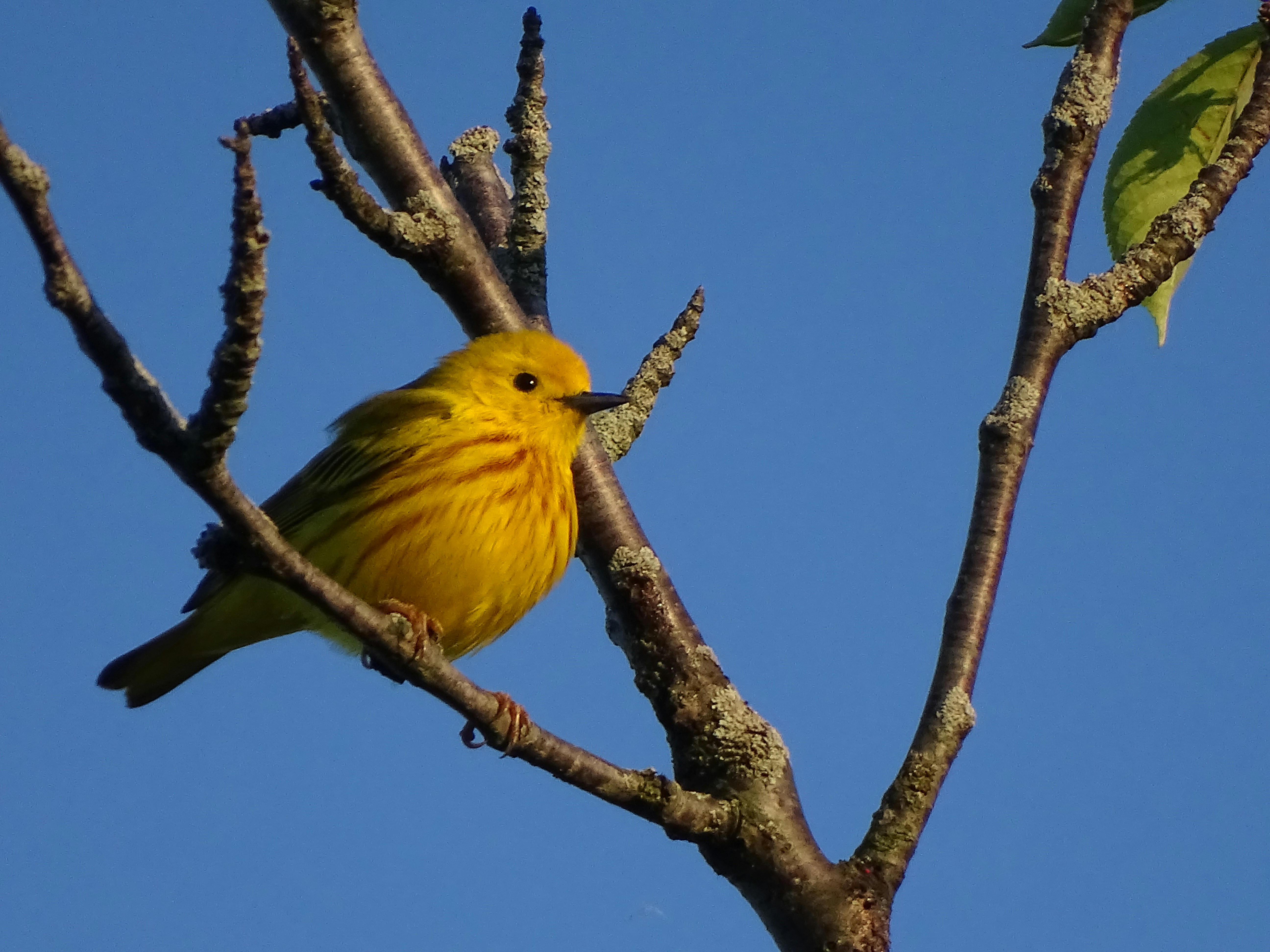 Photo by stevengbrown