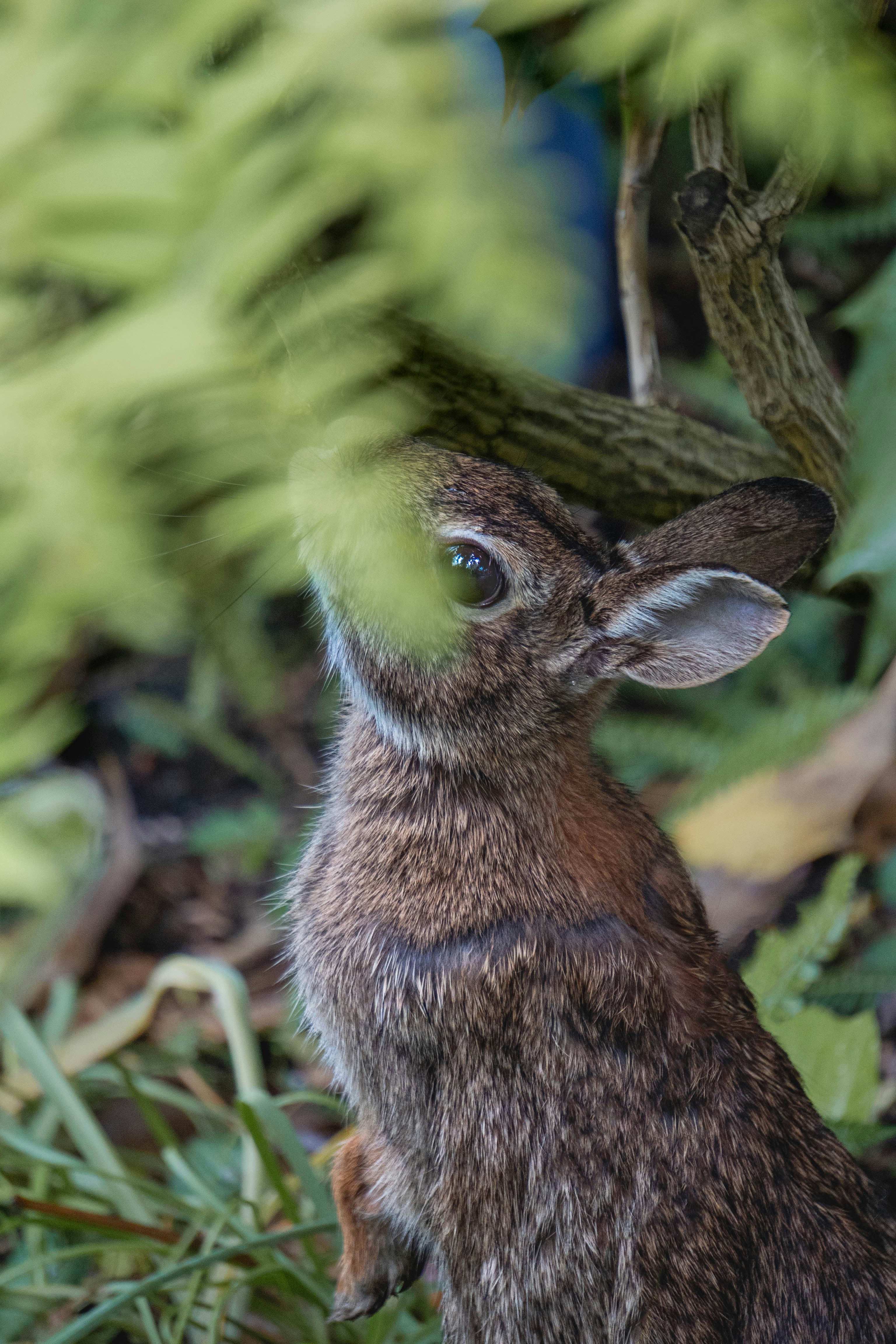 a small rabbit is sitting in the grass