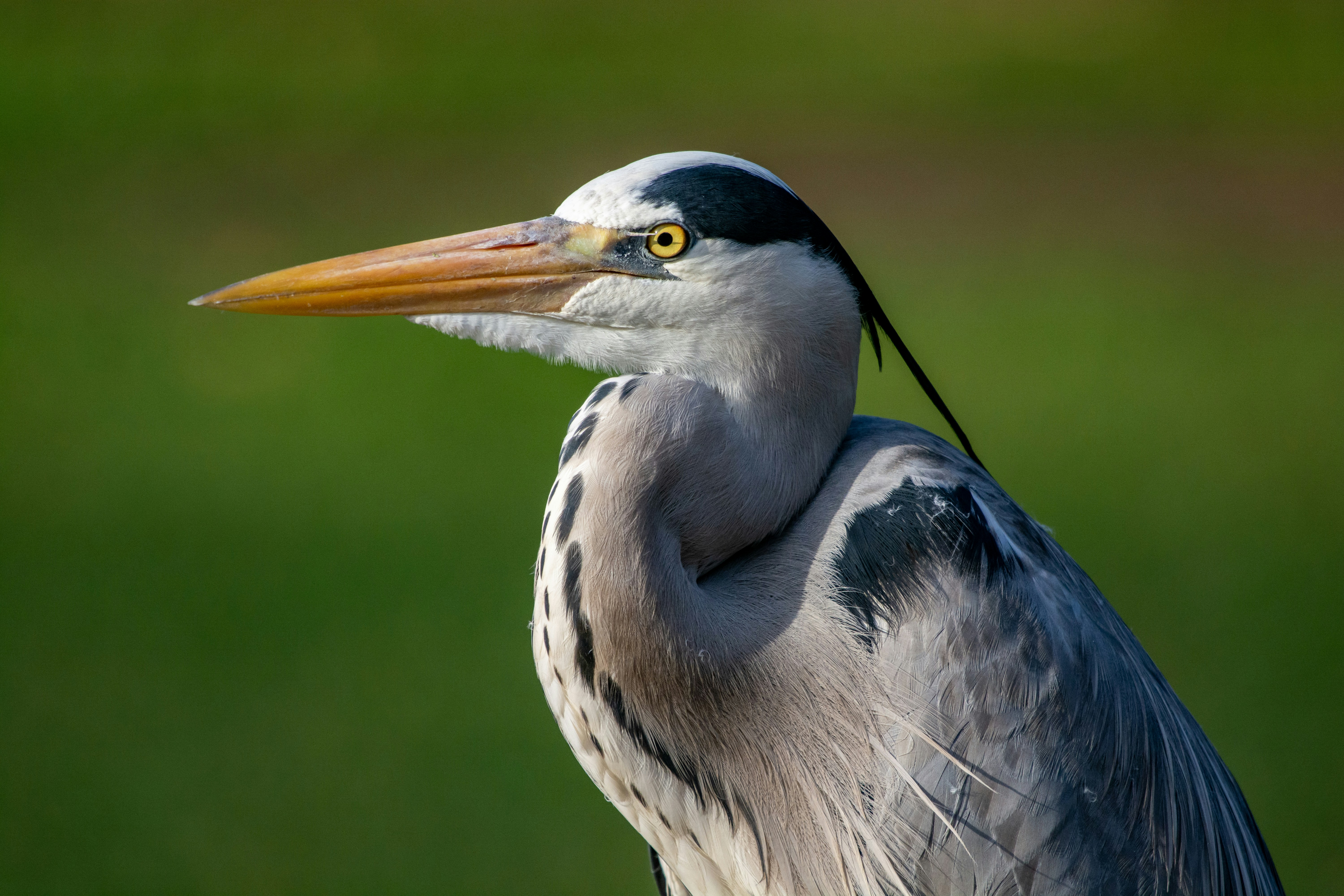 Photo by rene_lehmkuhl