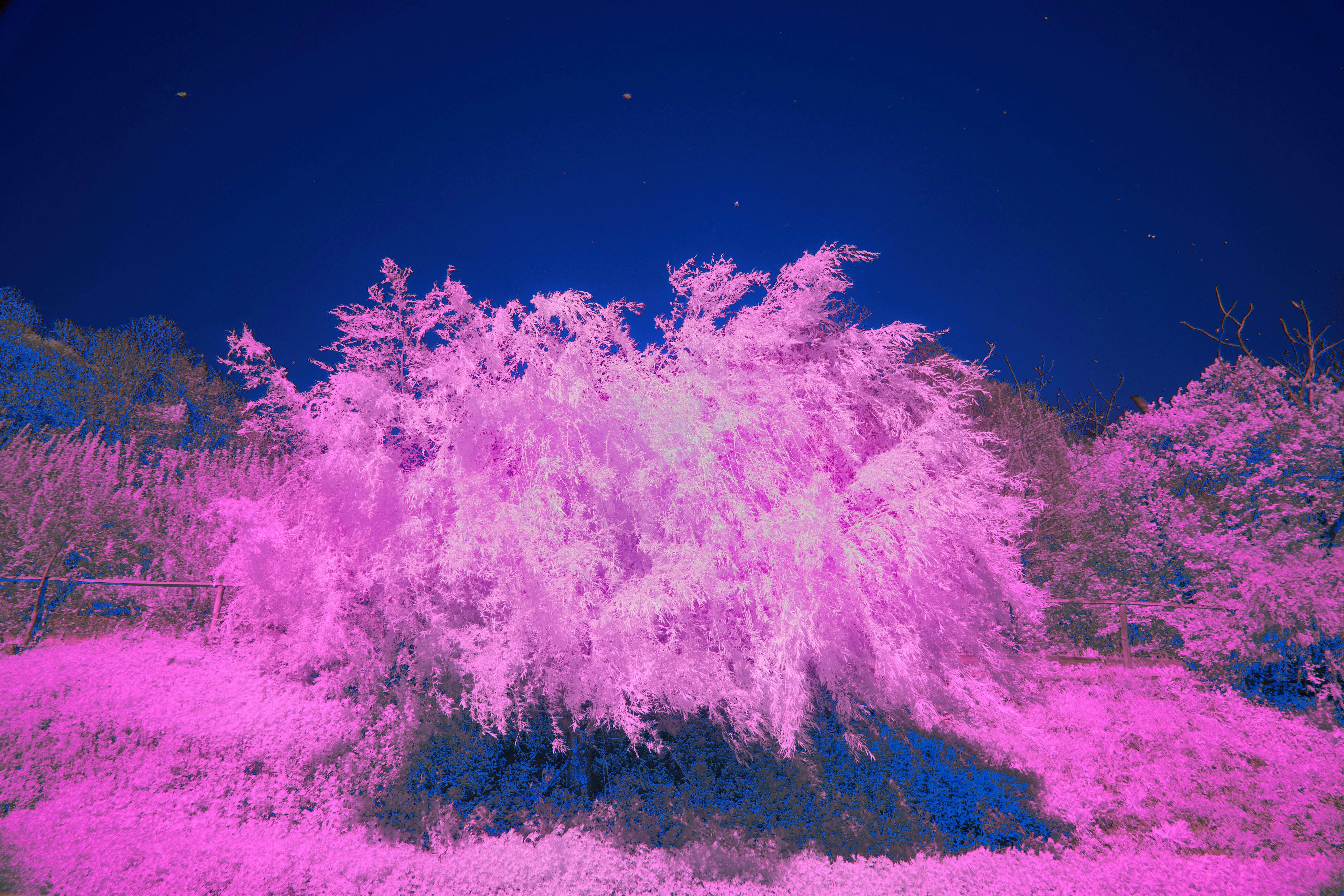 Photo by wolfgang_hasselmann