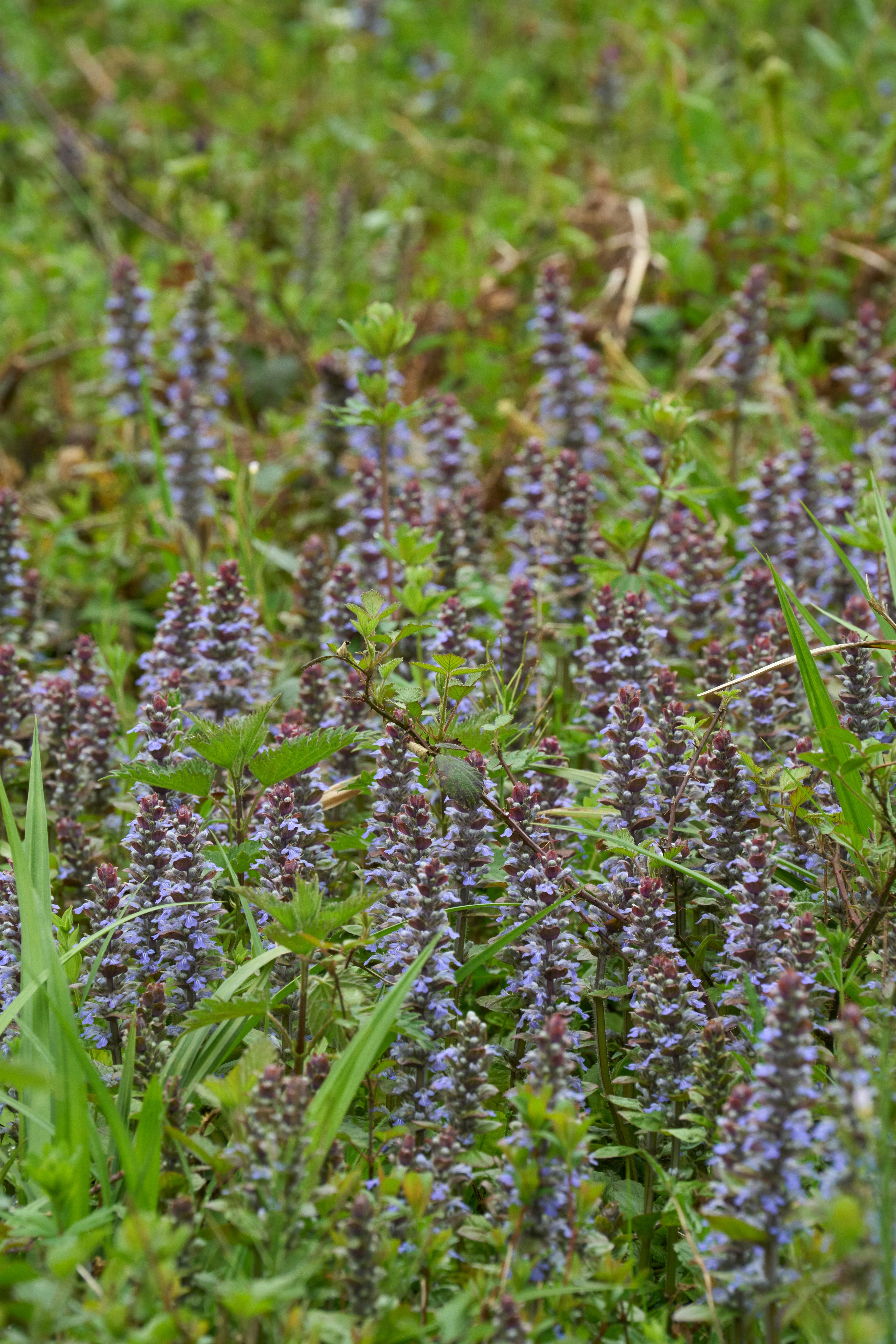 Photo by wolfgang_hasselmann