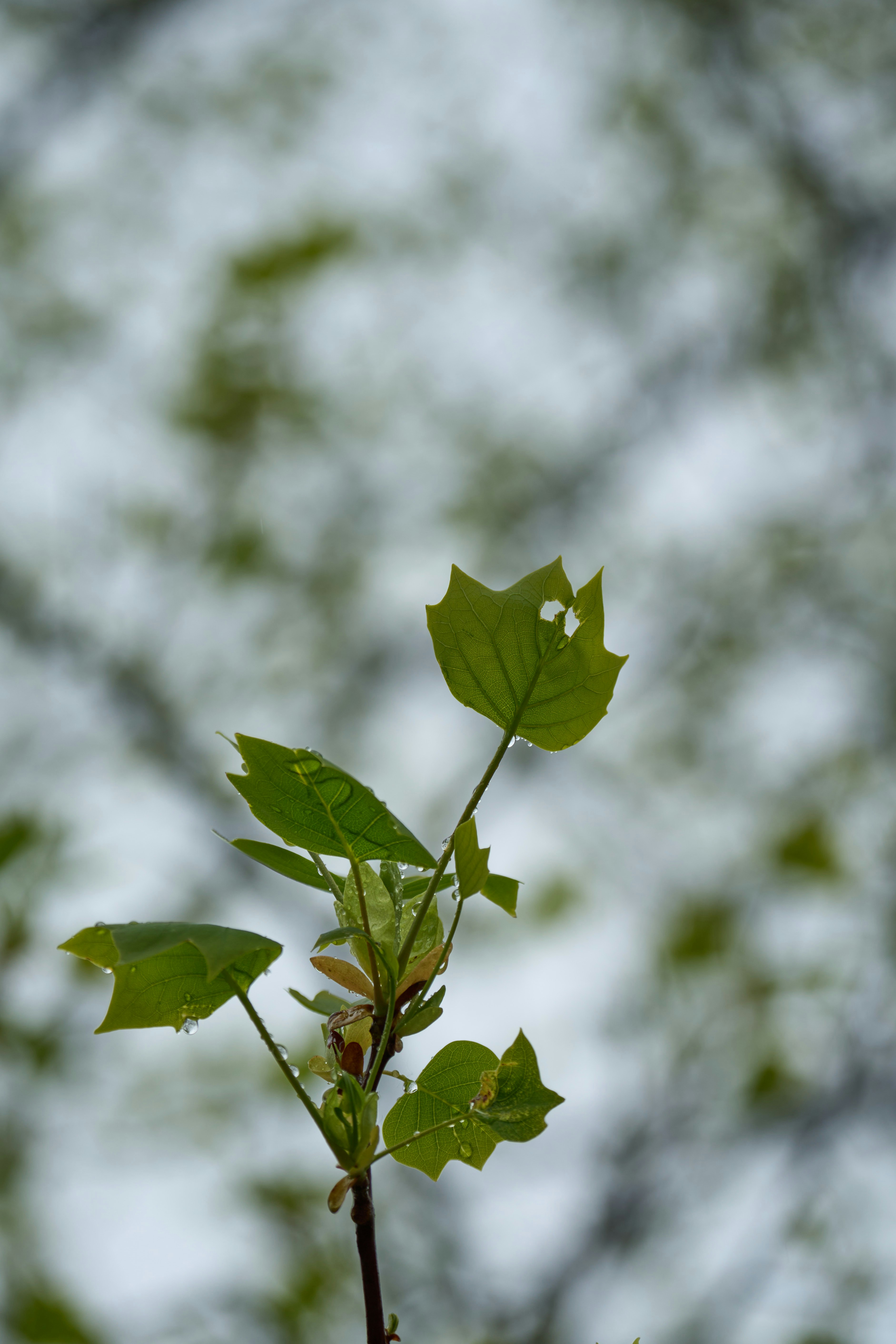 Photo by wolfgang_hasselmann