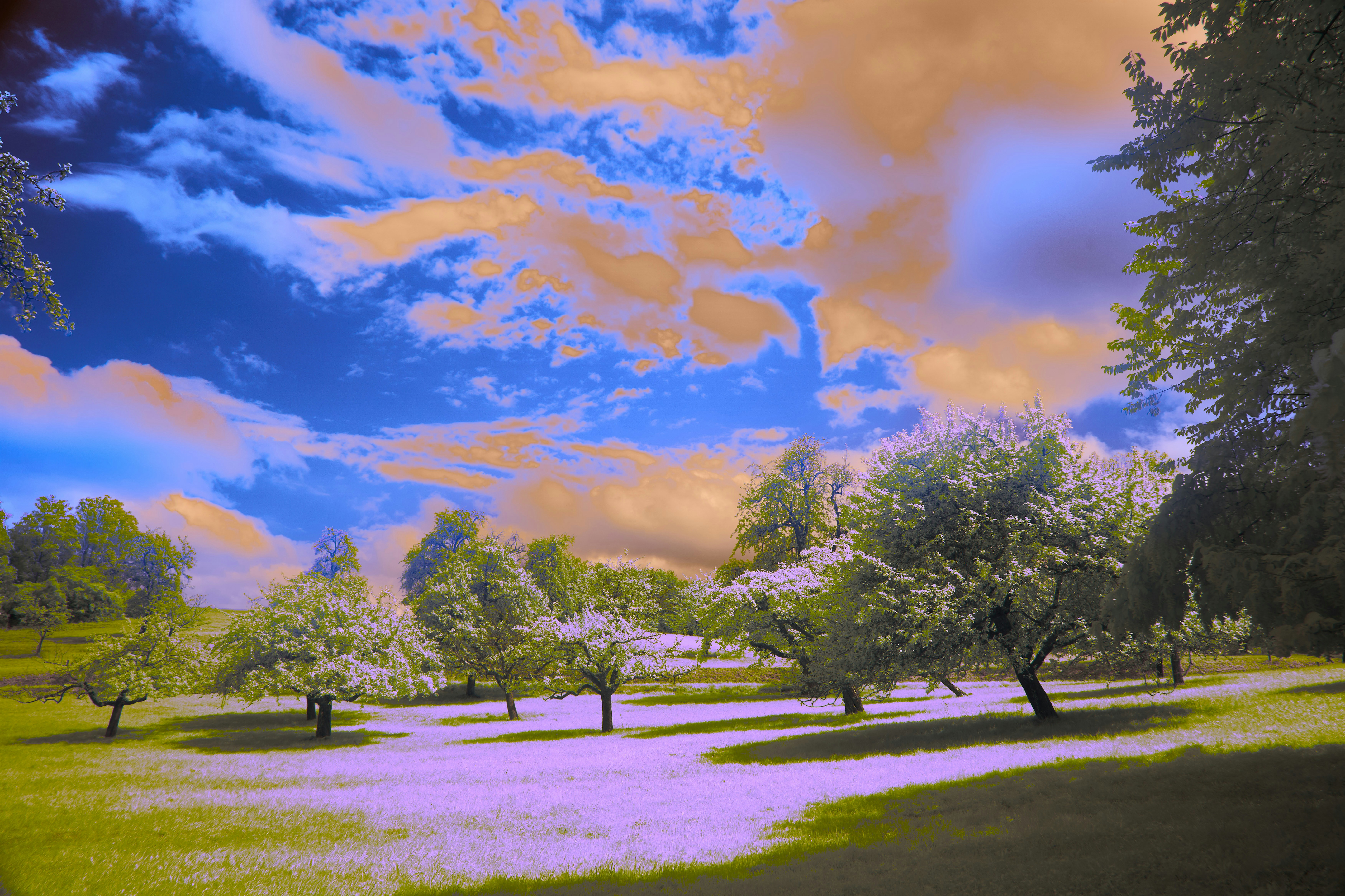 Photo by wolfgang_hasselmann