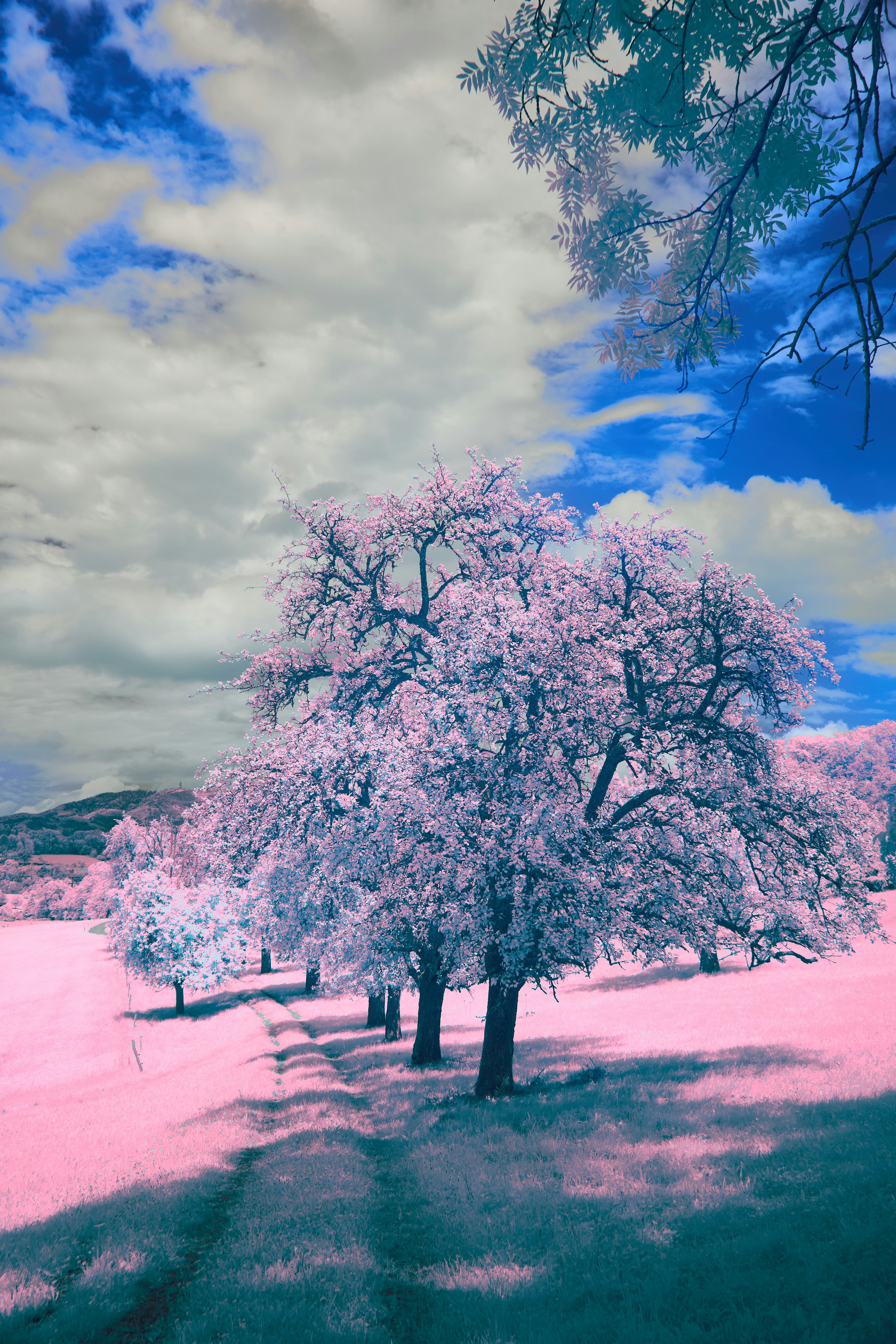 Photo by wolfgang_hasselmann