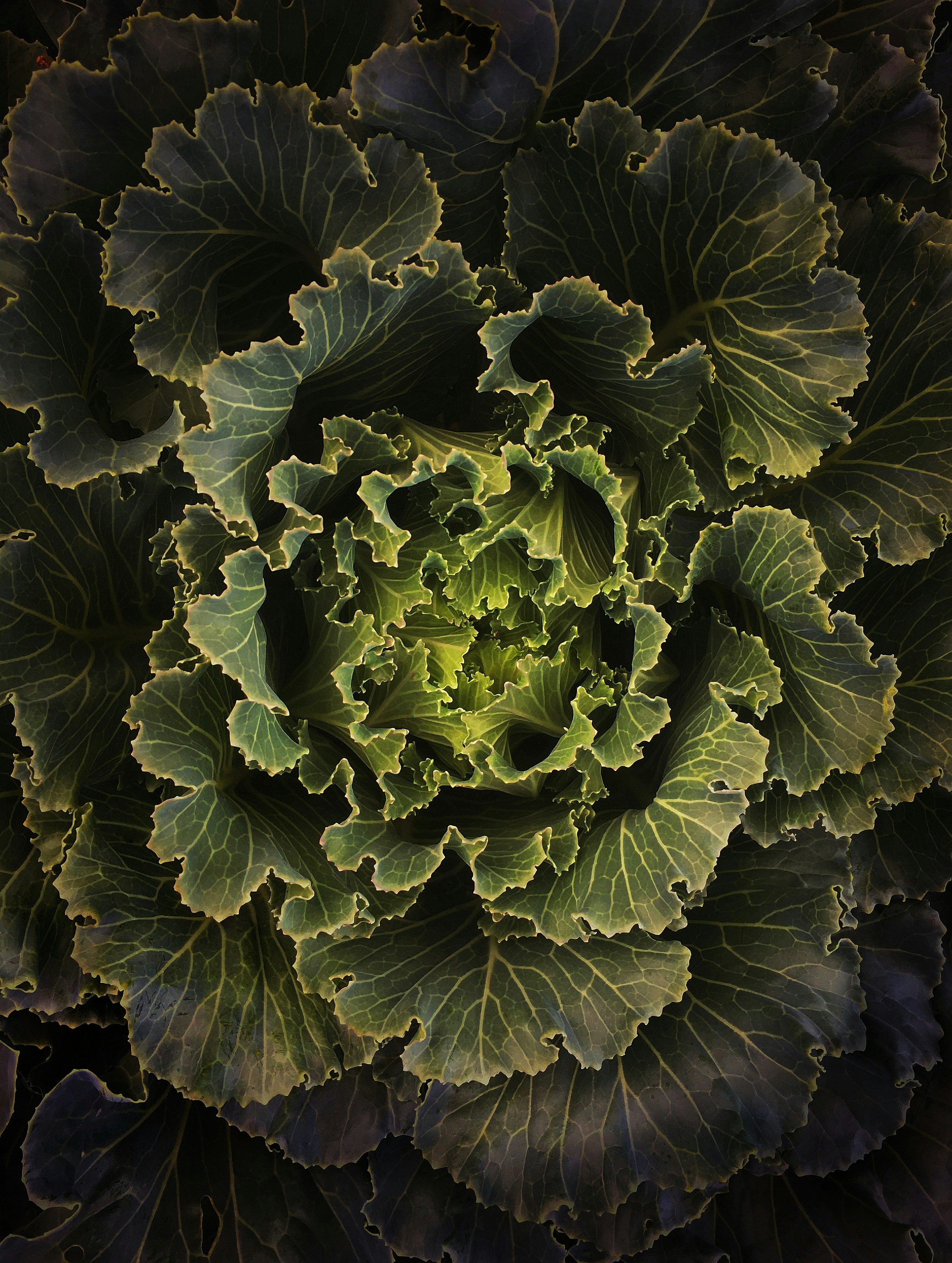 a close up of a green leafy plant