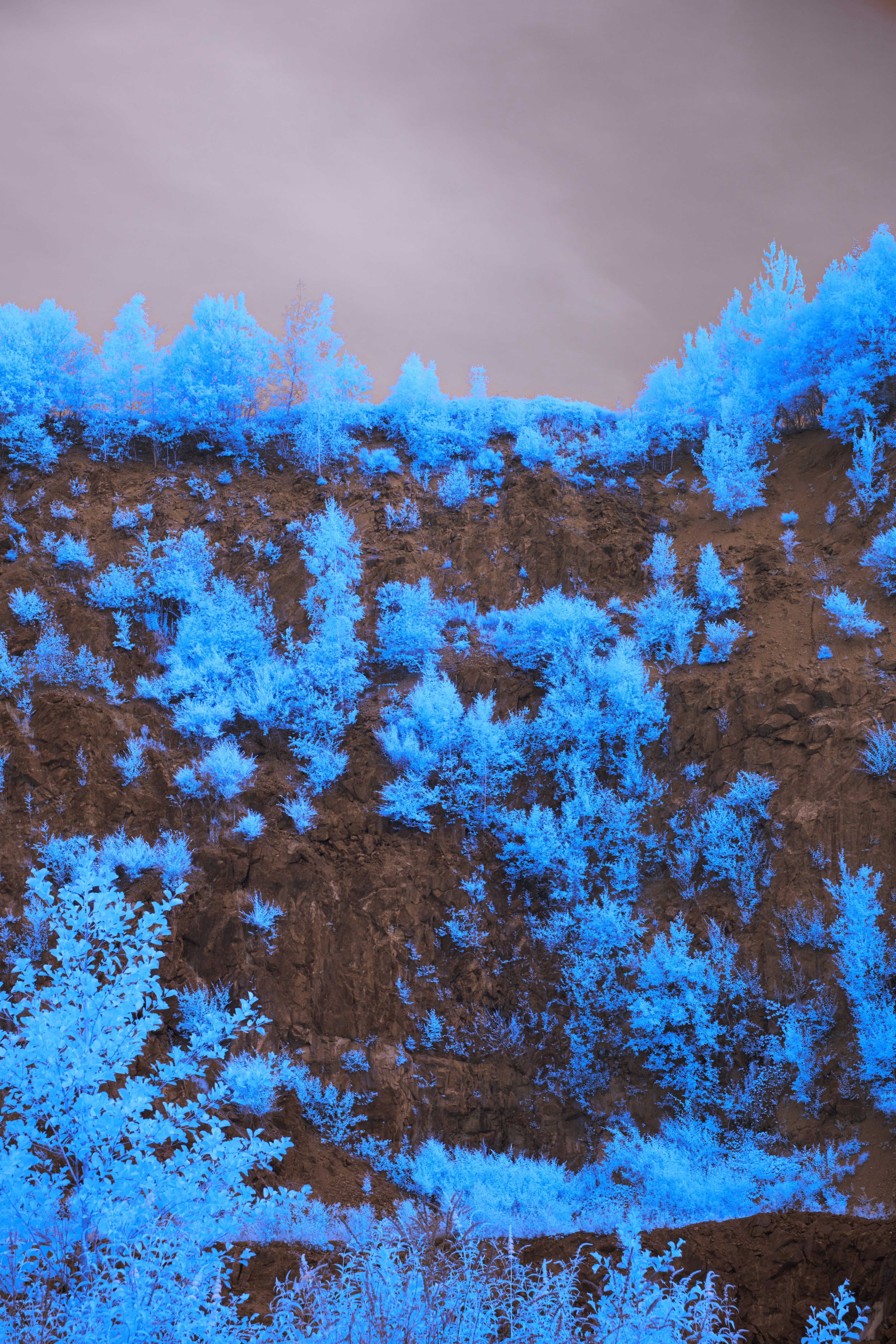 Blue trees are growing on the side of a mountain photo – Free Ice Image ...