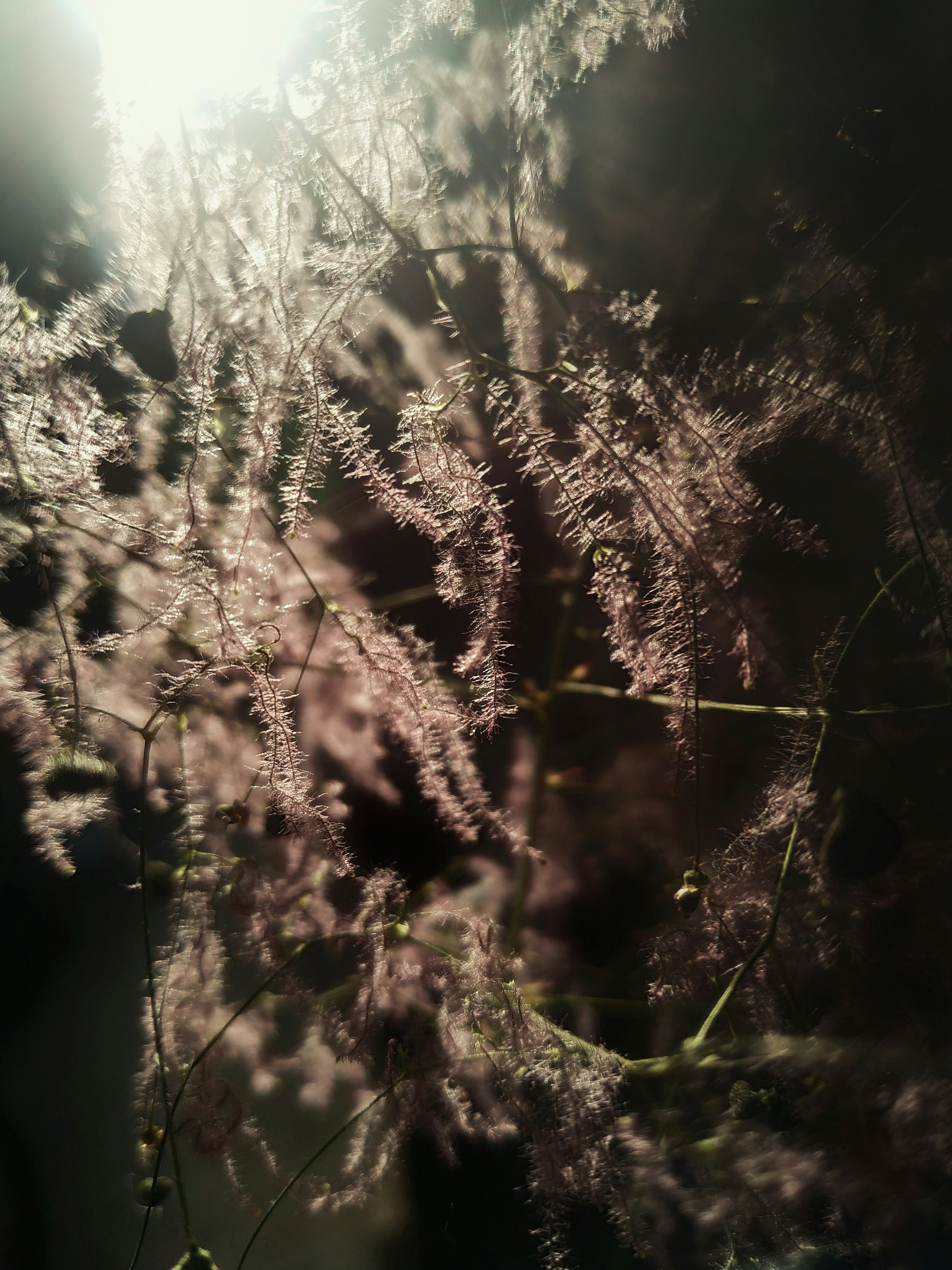 a close up of a plant with lots of leaves