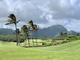 palm trees blowing in the wind on a golf course