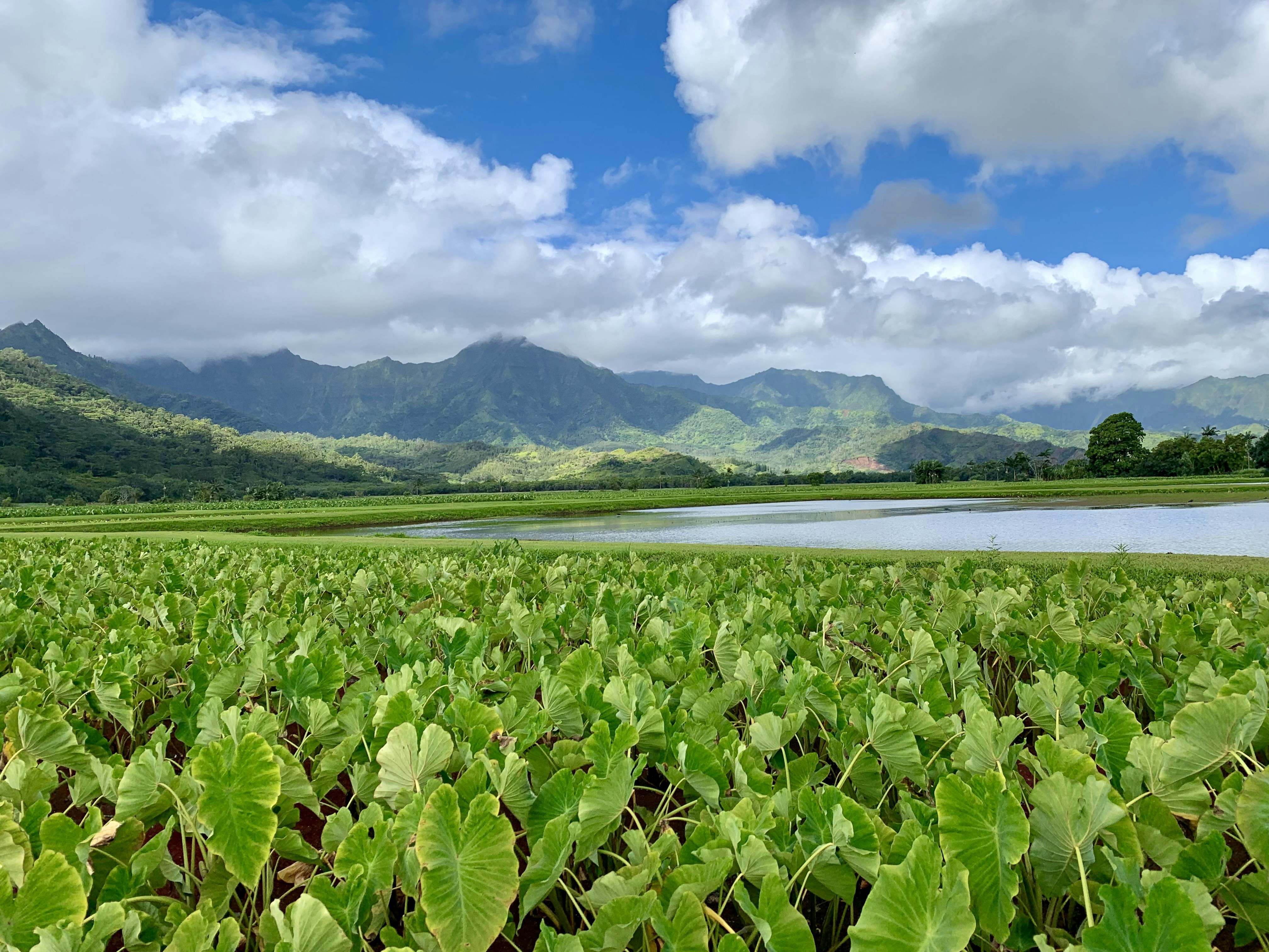 a large field of green plants next to a lake, 