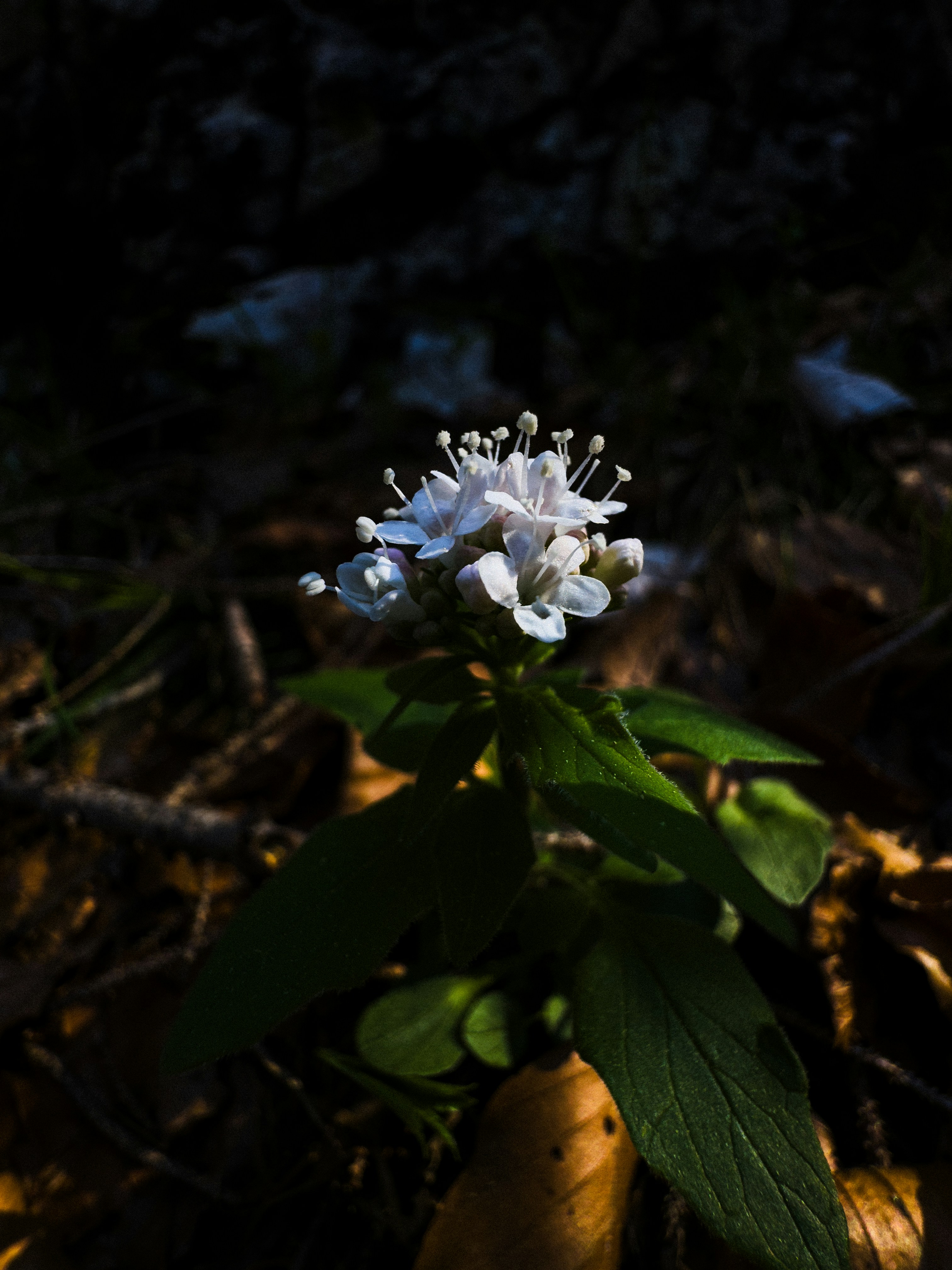 a white flower with green leaves on the ground