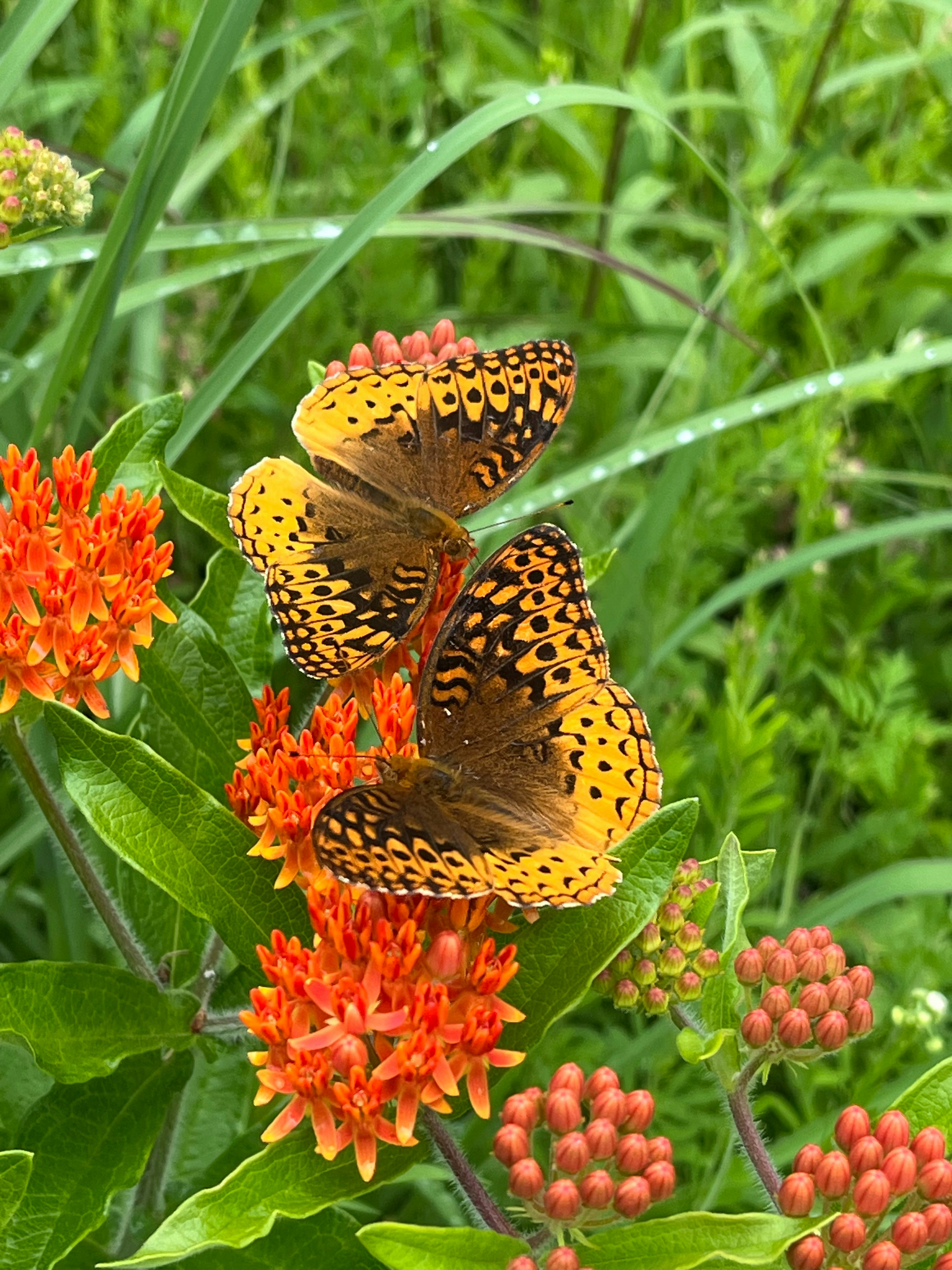 Zwei Schmetterlinge sitzen auf einer roten Blume