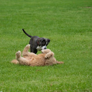 a dog playing with a stuffed animal in a field