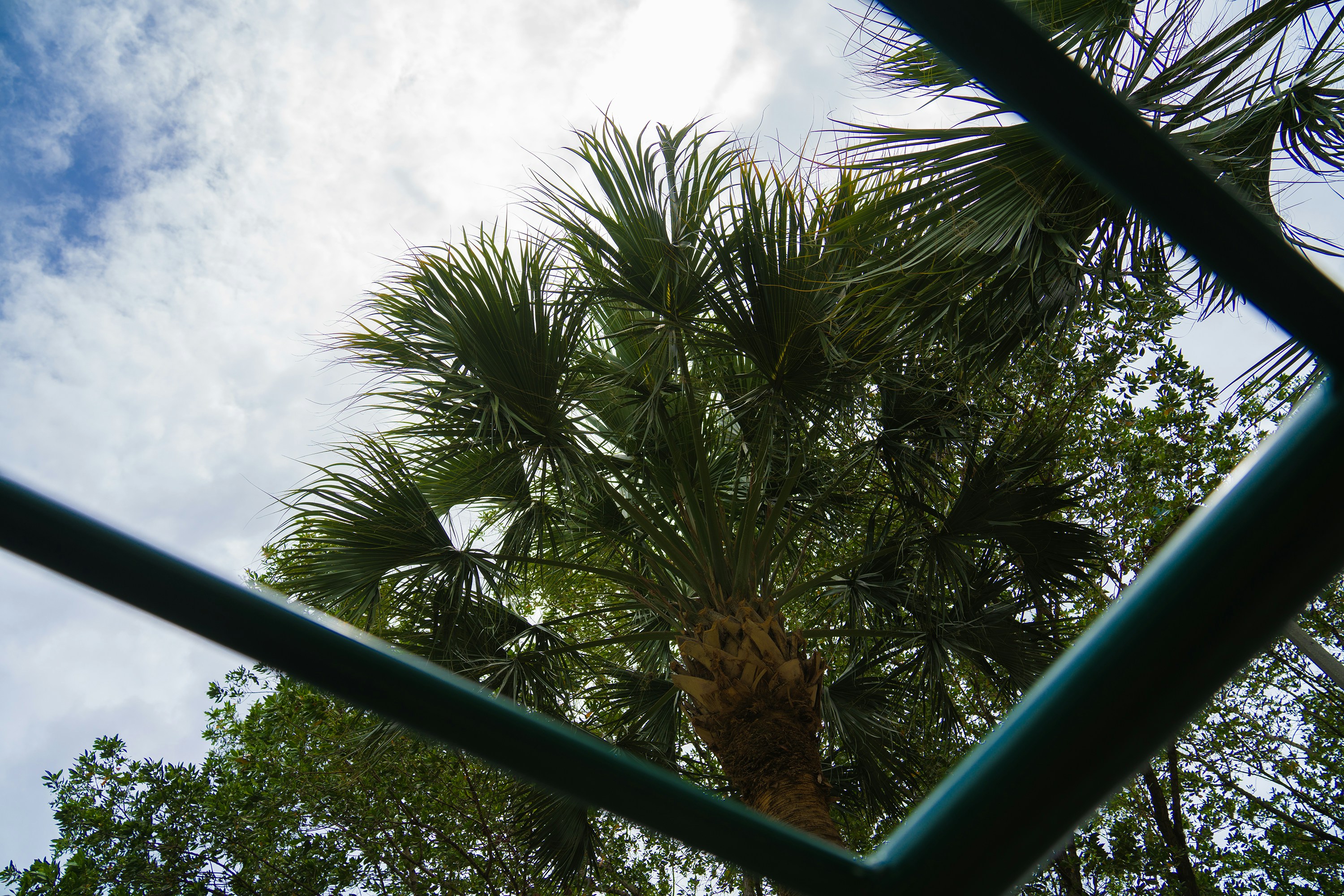 a view of a palm tree through a fence