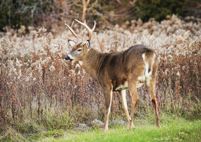 Deer Standing in Tall Grass