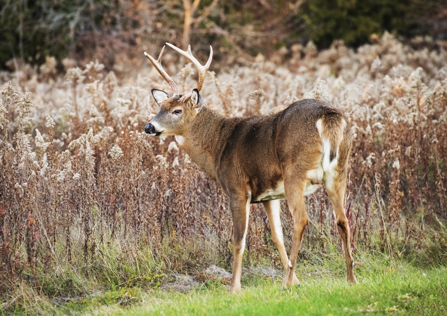 Hunter rattling antlers in a hardwood forest during the whitetail rut with fall foliage