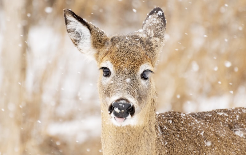 Close-up of Deer in Winter