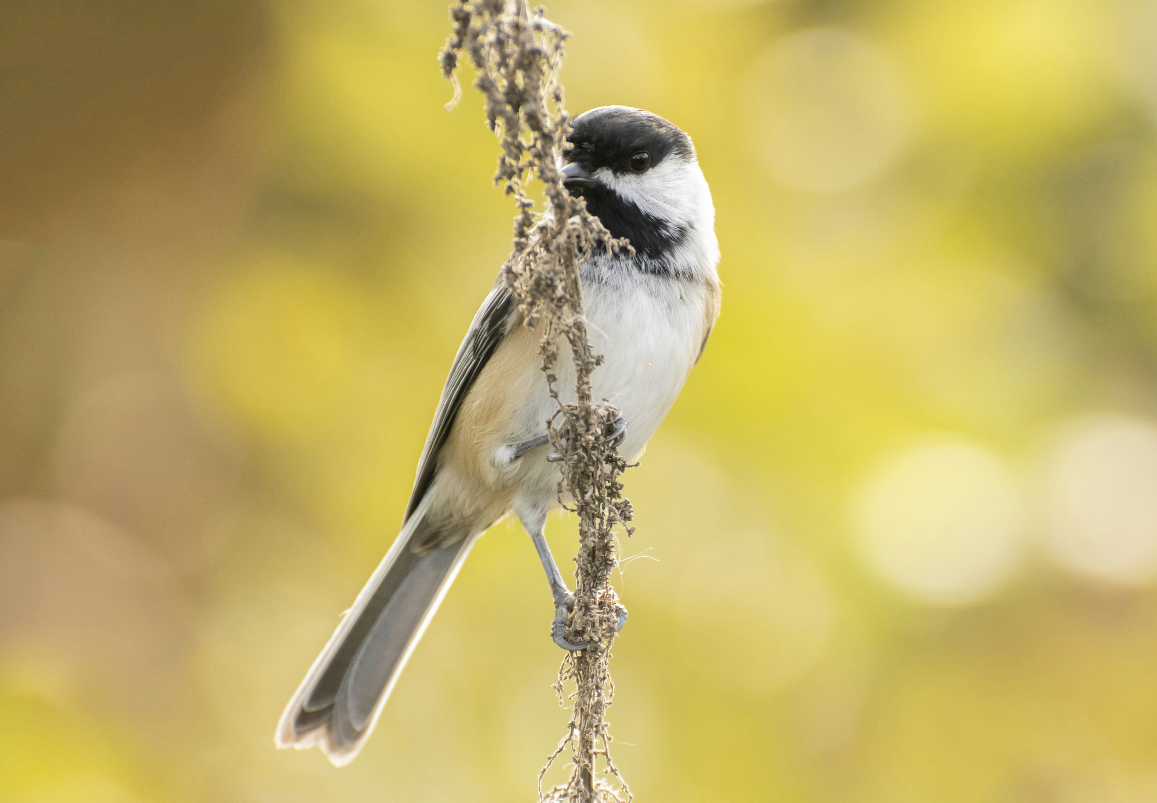 Photo by thenightafterfall