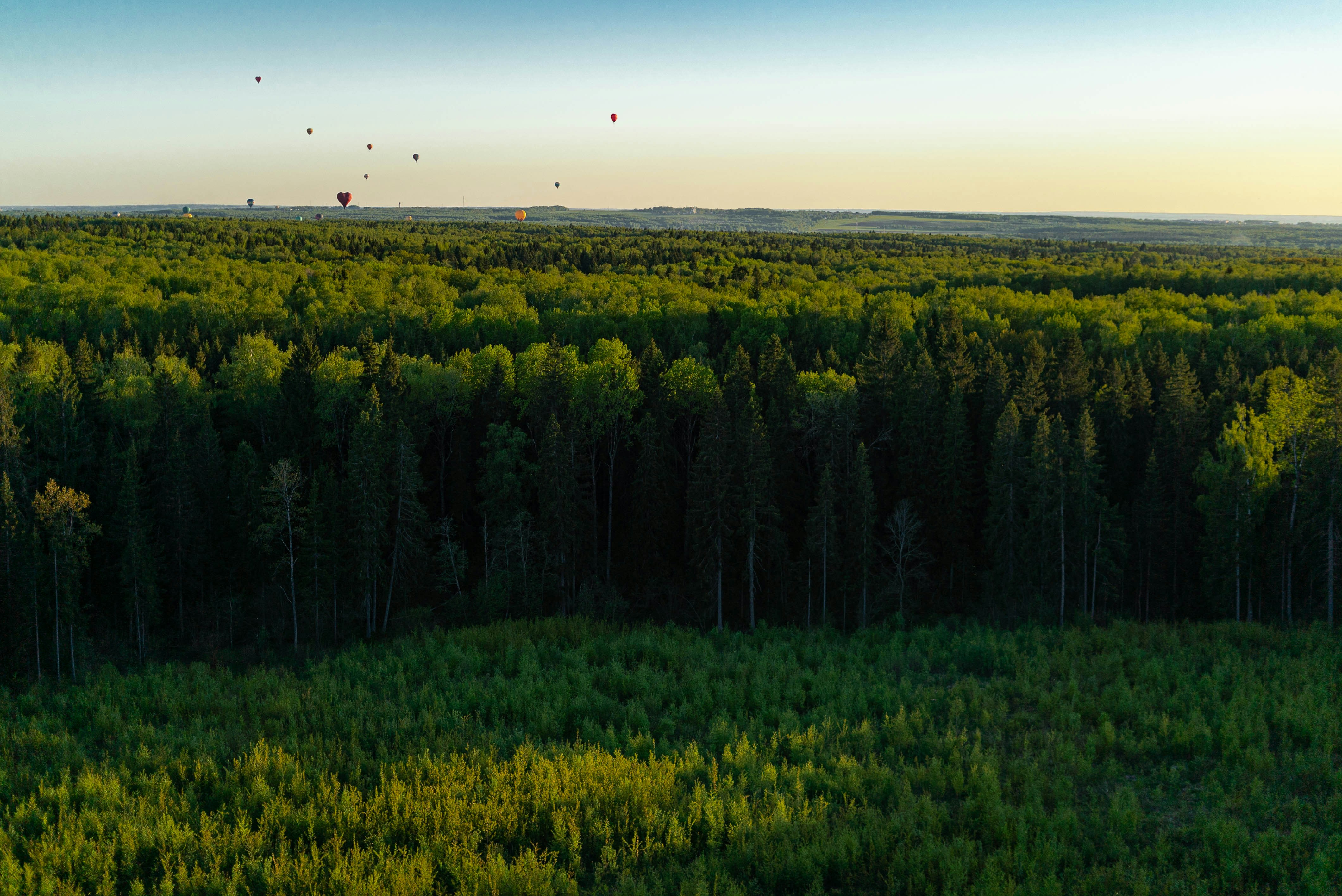 A forest filled with lots of trees and hot air balloons photo – Free ...
