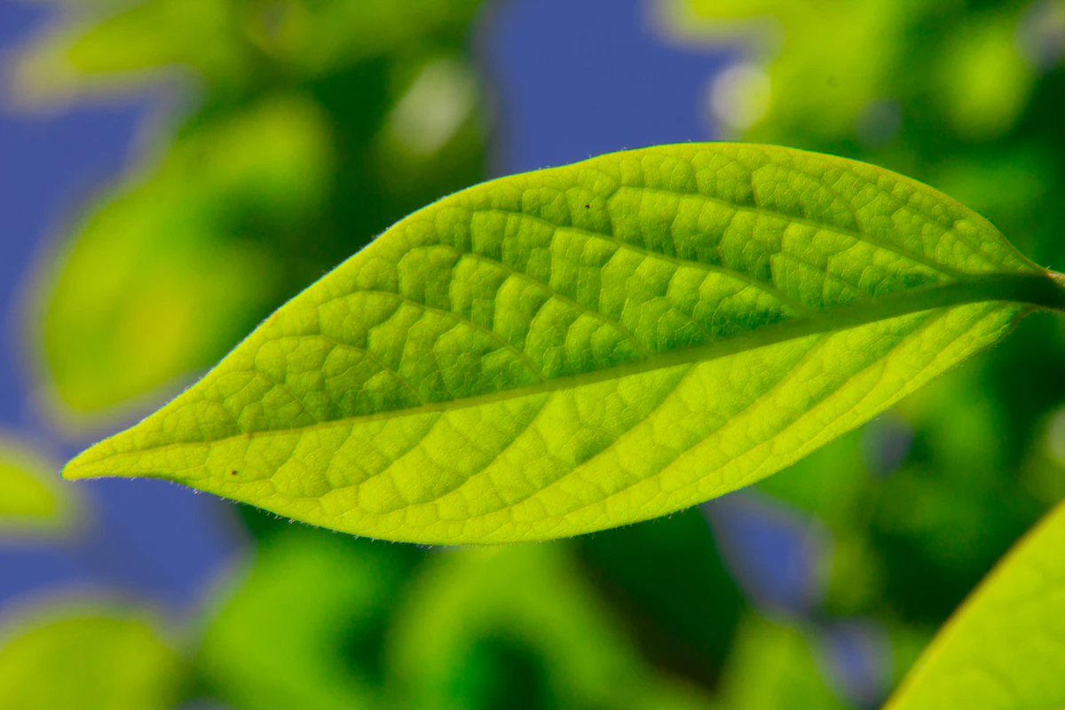 Vivid green leaf against a bright blue sky
