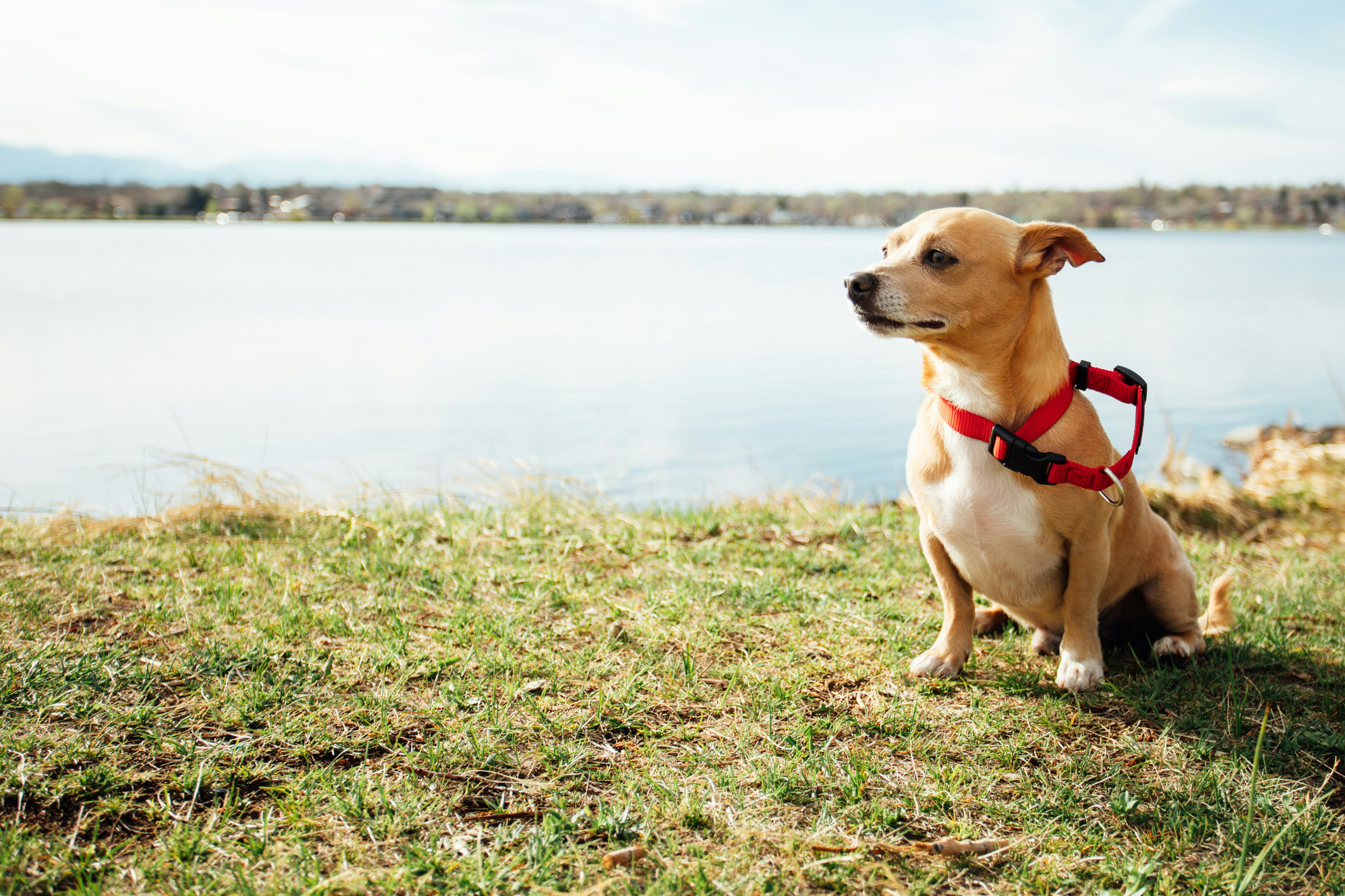 a brown dog sitting on top of a grass covered field