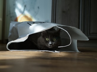 a black cat sitting inside of a white paper bag