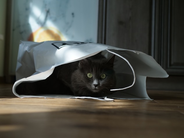 a black cat sitting inside of a white paper bag