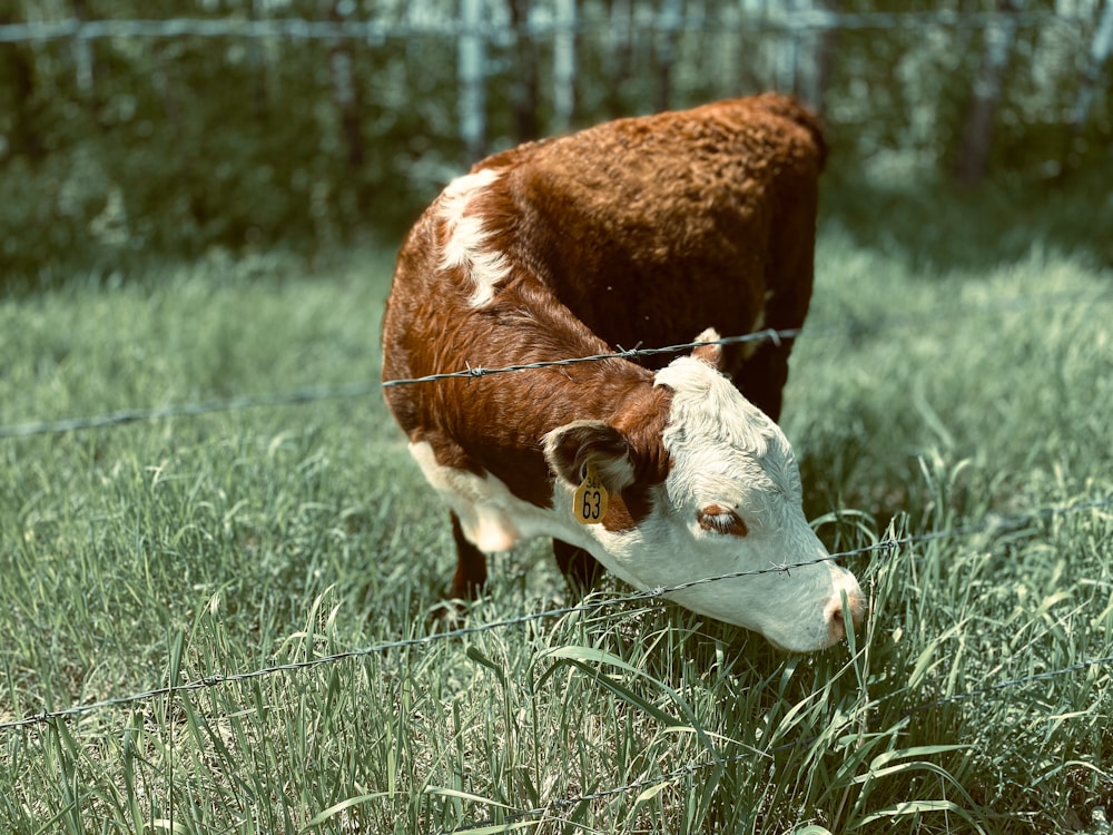 Grass-fed cattle grazing on open pasture, the source of CocoMoo's tallow base