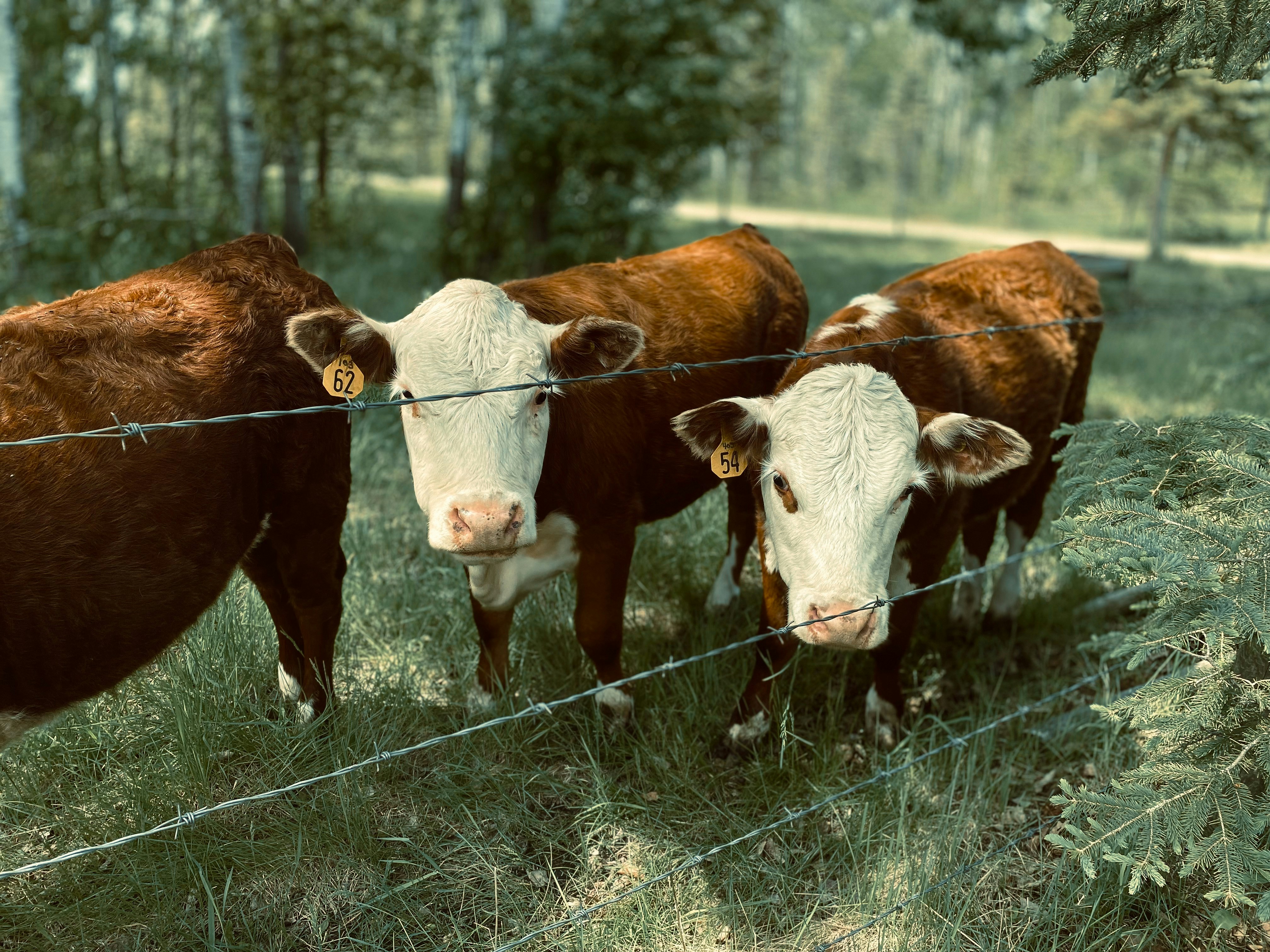 a herd of cows standing on top of a lush green field