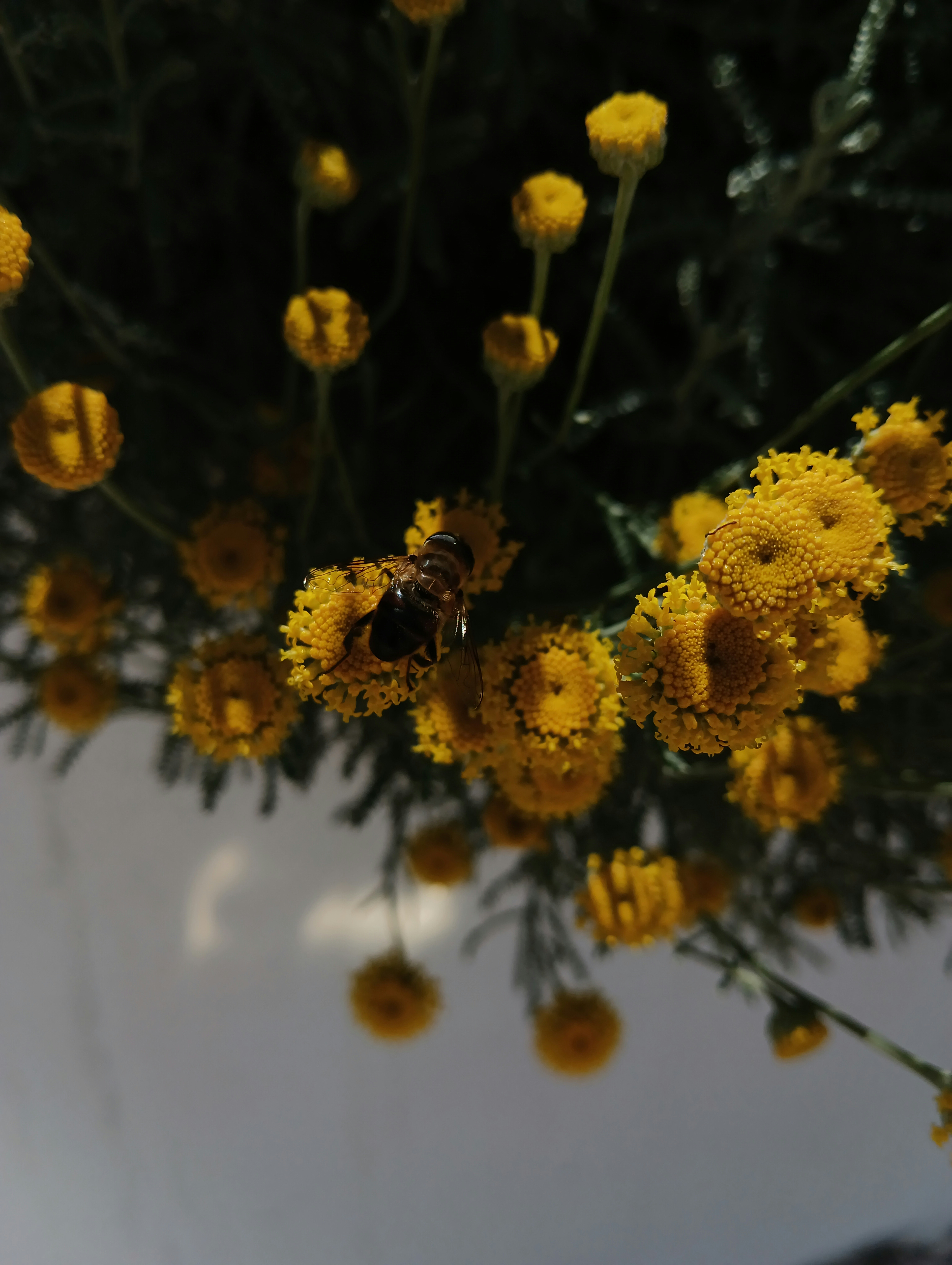 a bunch of yellow flowers with a bee on them