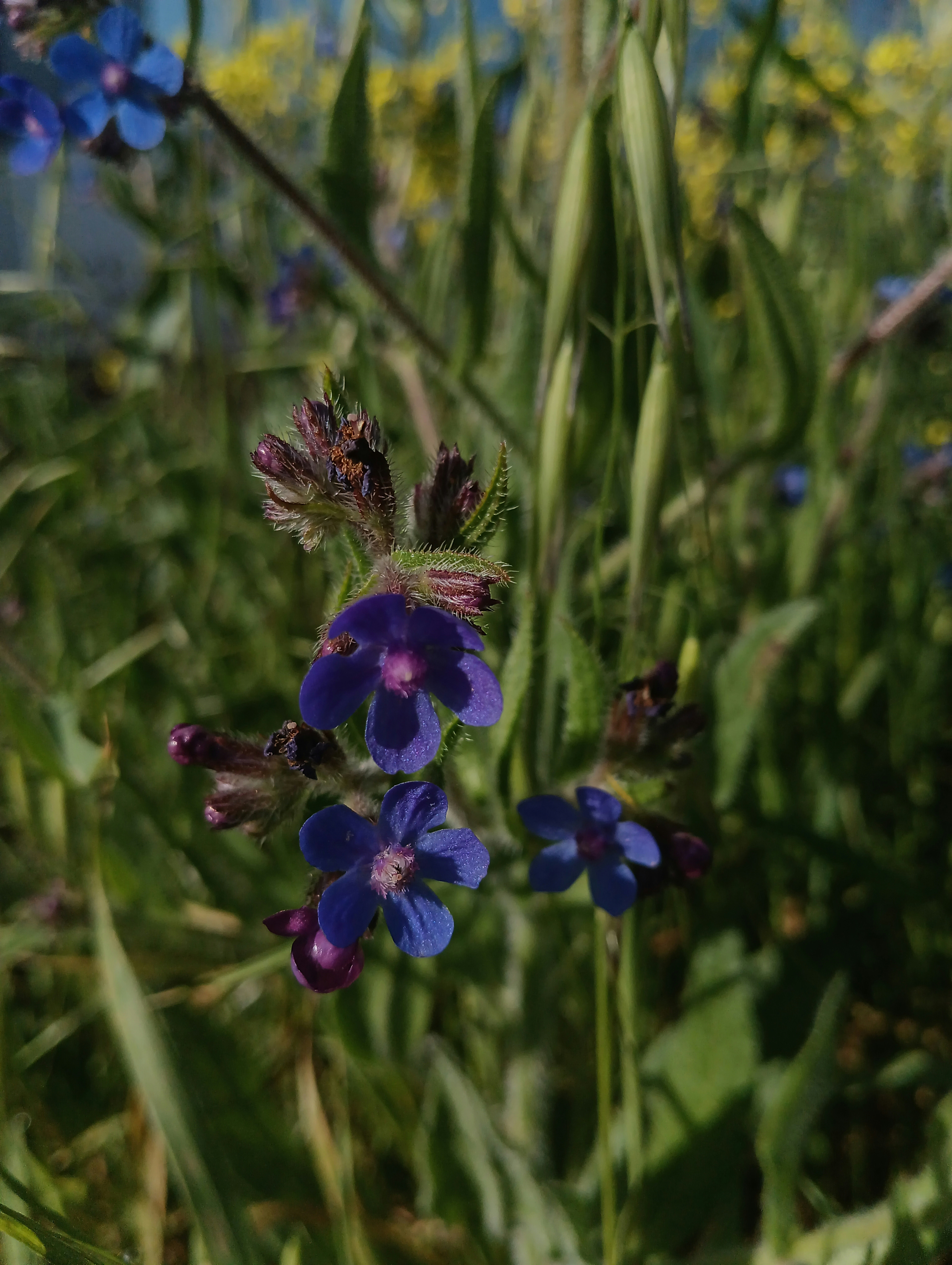 a close up of a bunch of flowers in a field