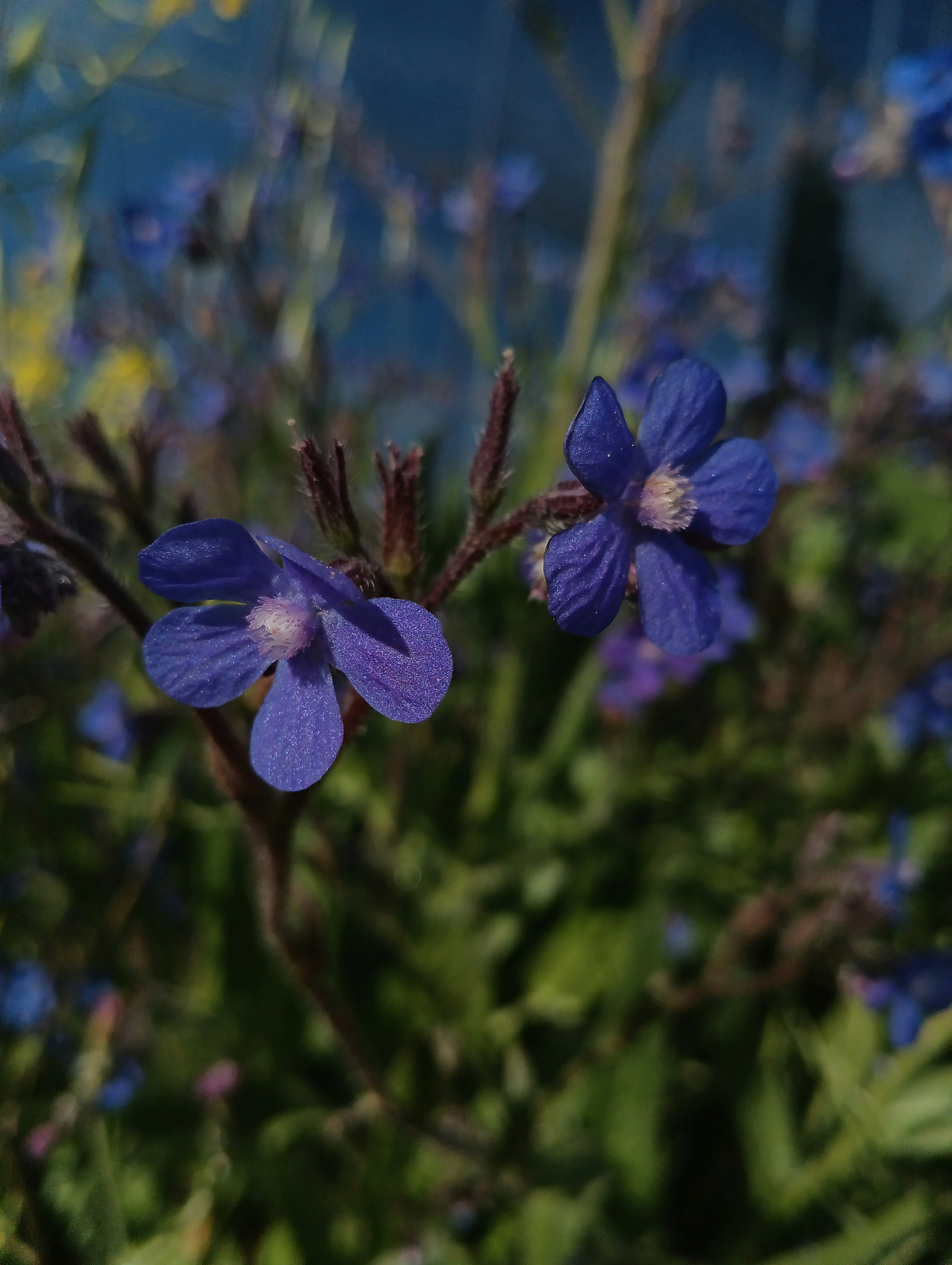 a close up of a bunch of blue flowers