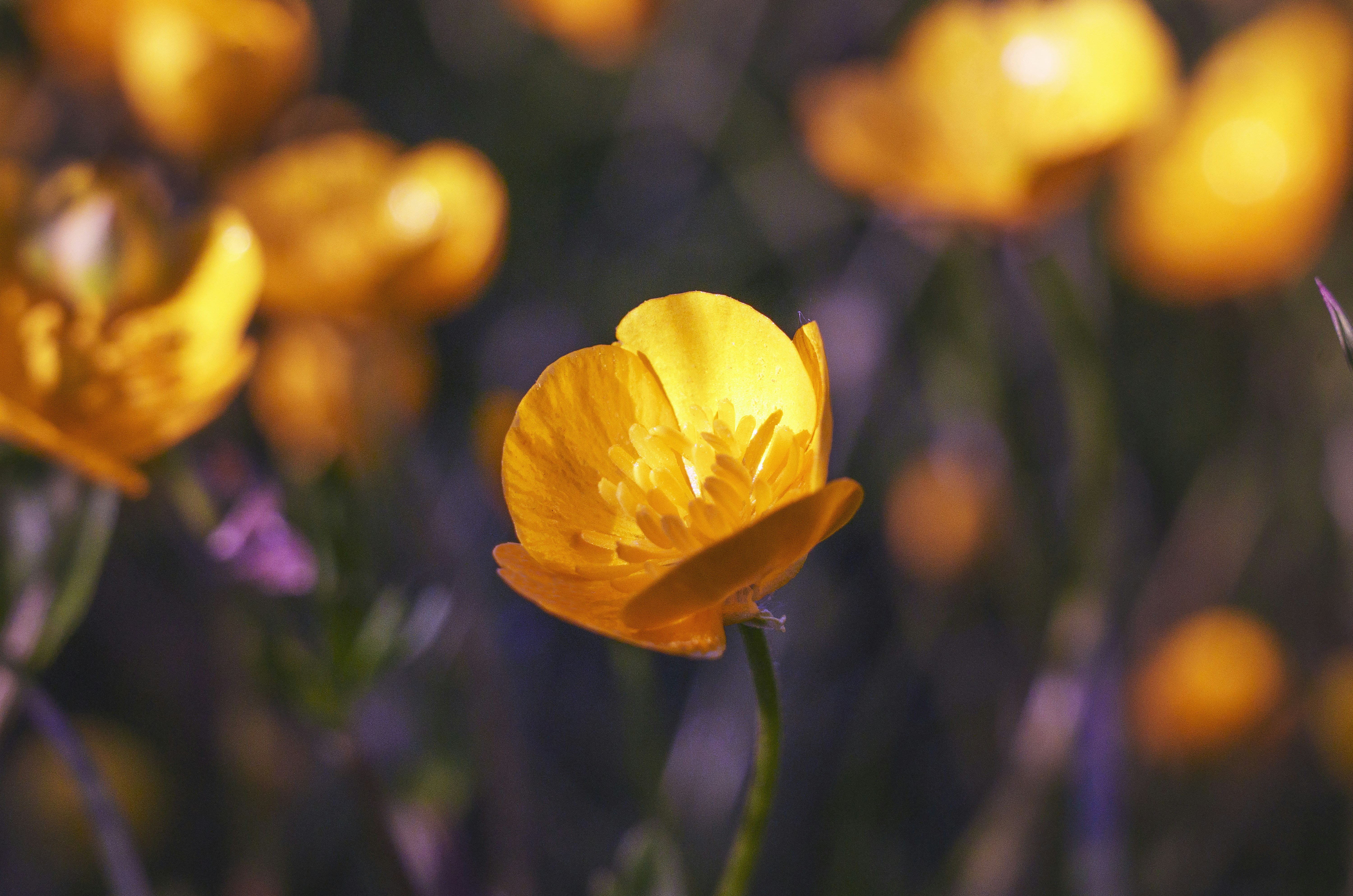 Trivia nights in Stoke-on-Trent, United Kingdom