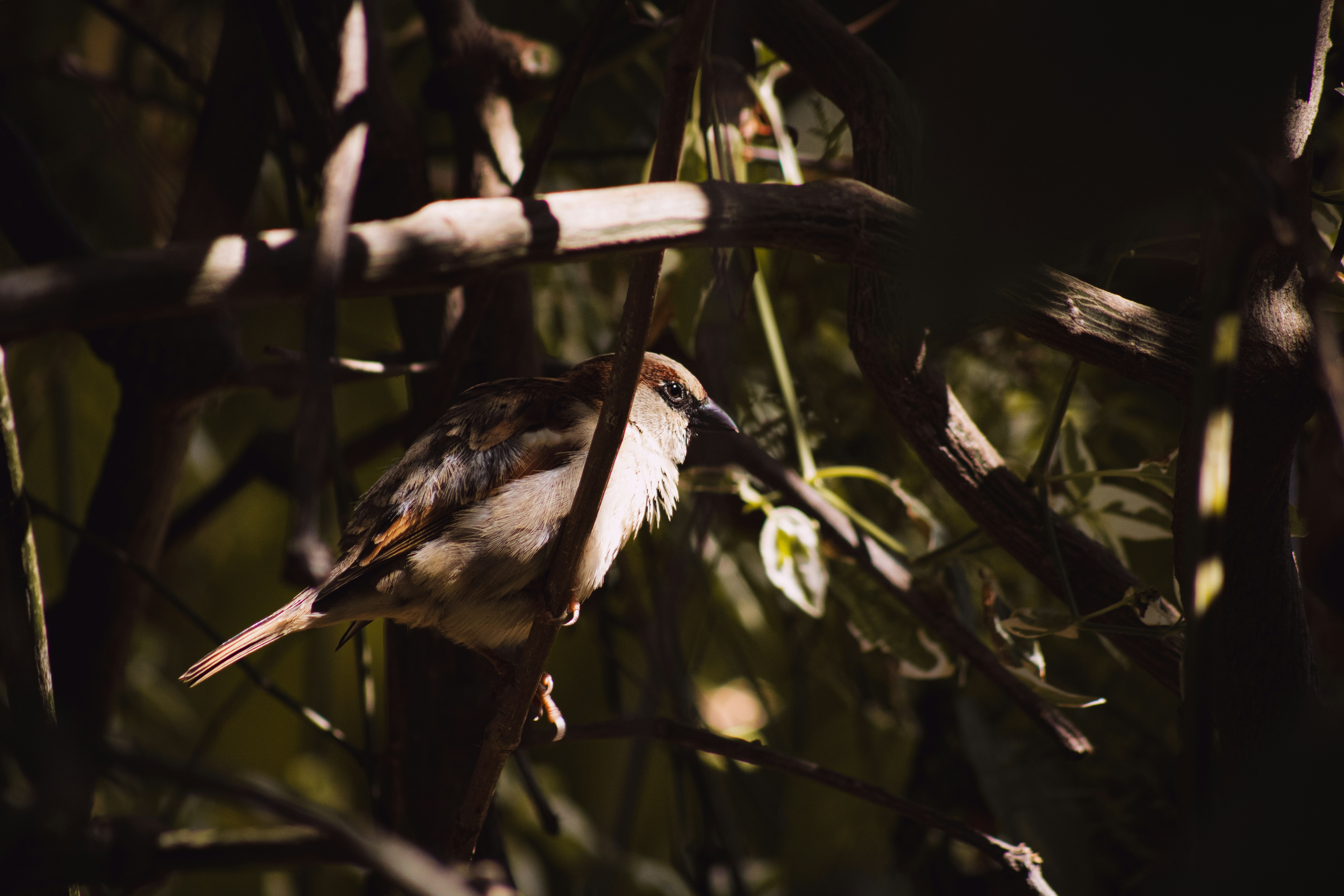 a bird sitting on a branch in a tree