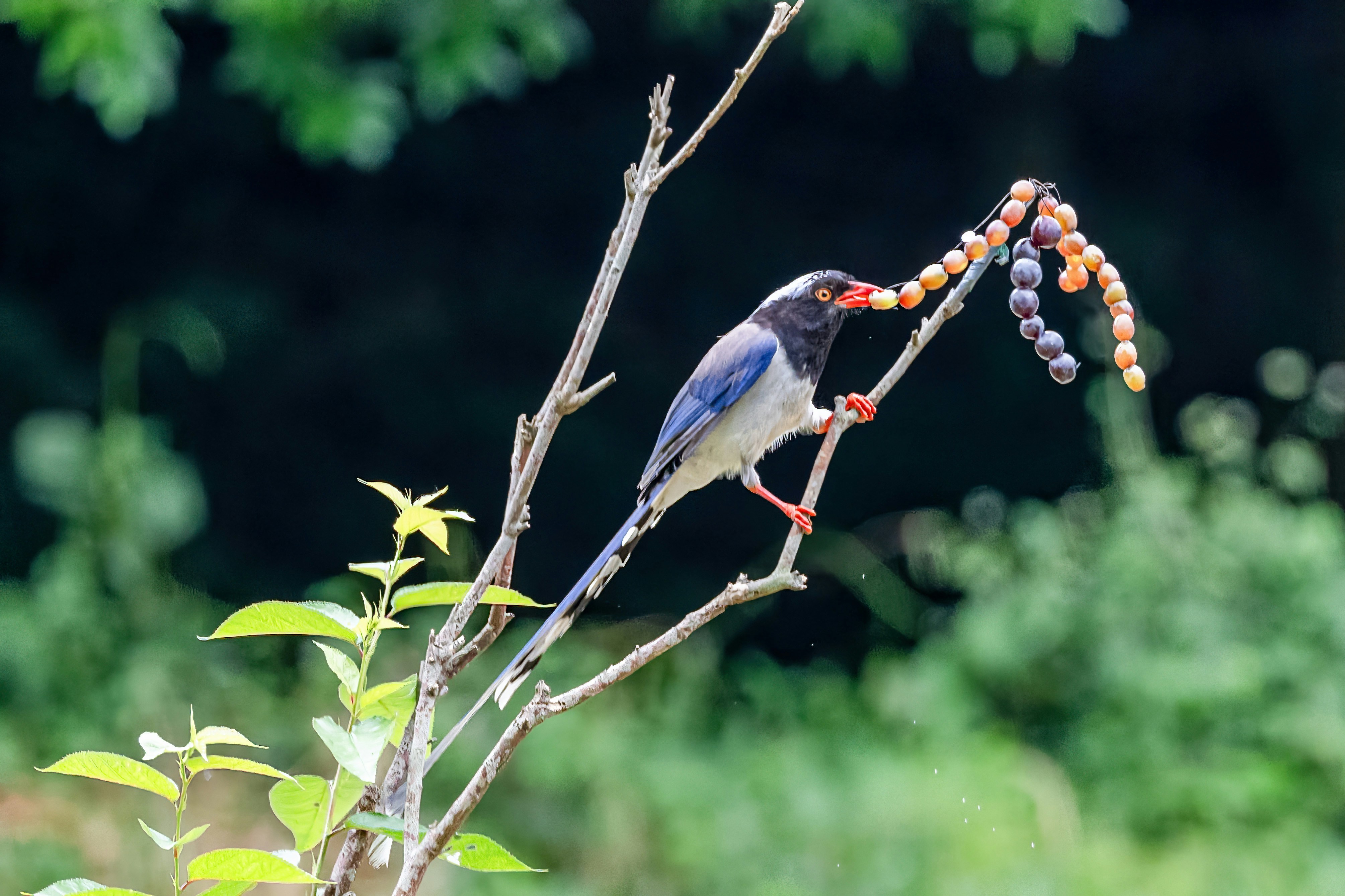 un pájaro sentado en la rama de un árbol con bayas