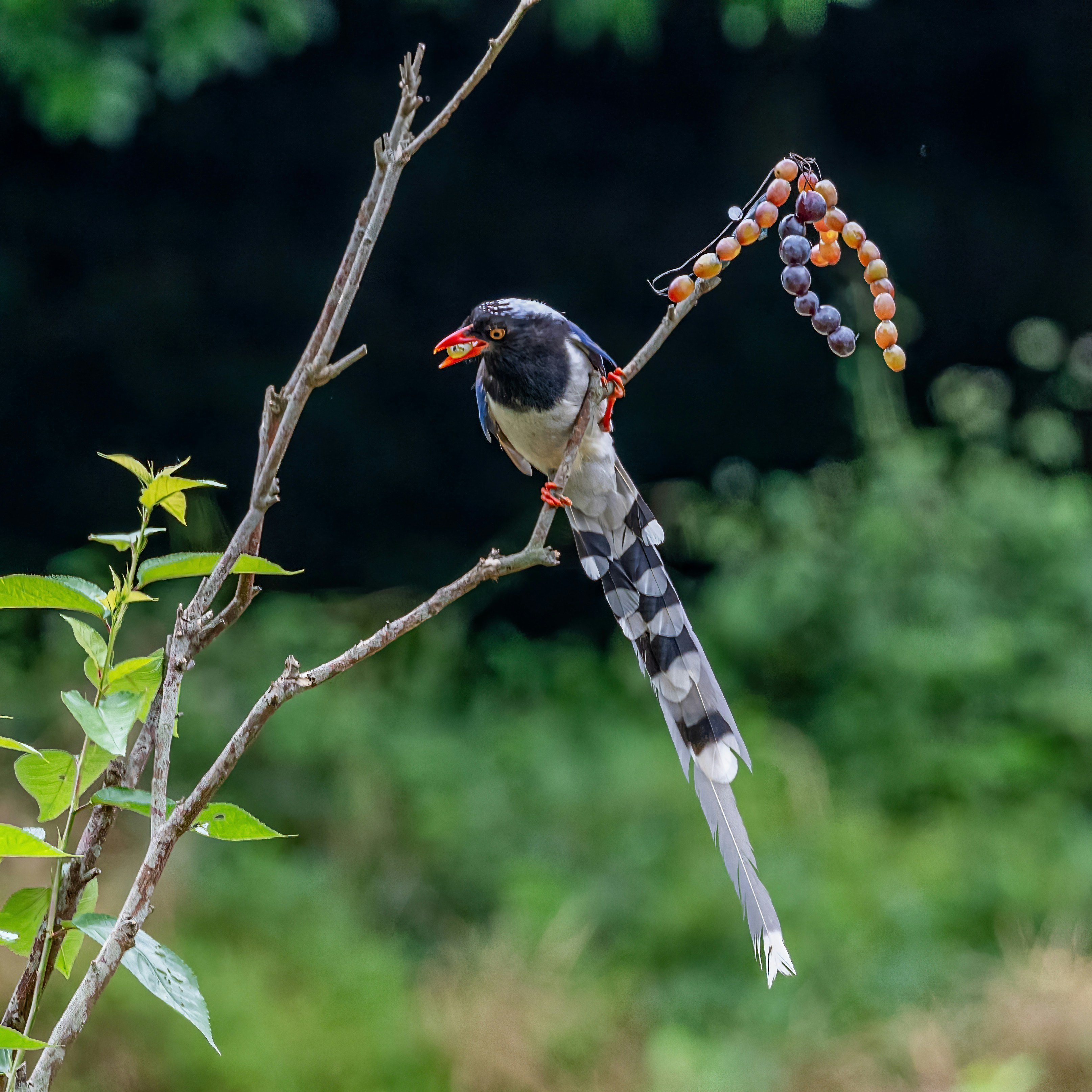 un pájaro posado en una rama con bayas