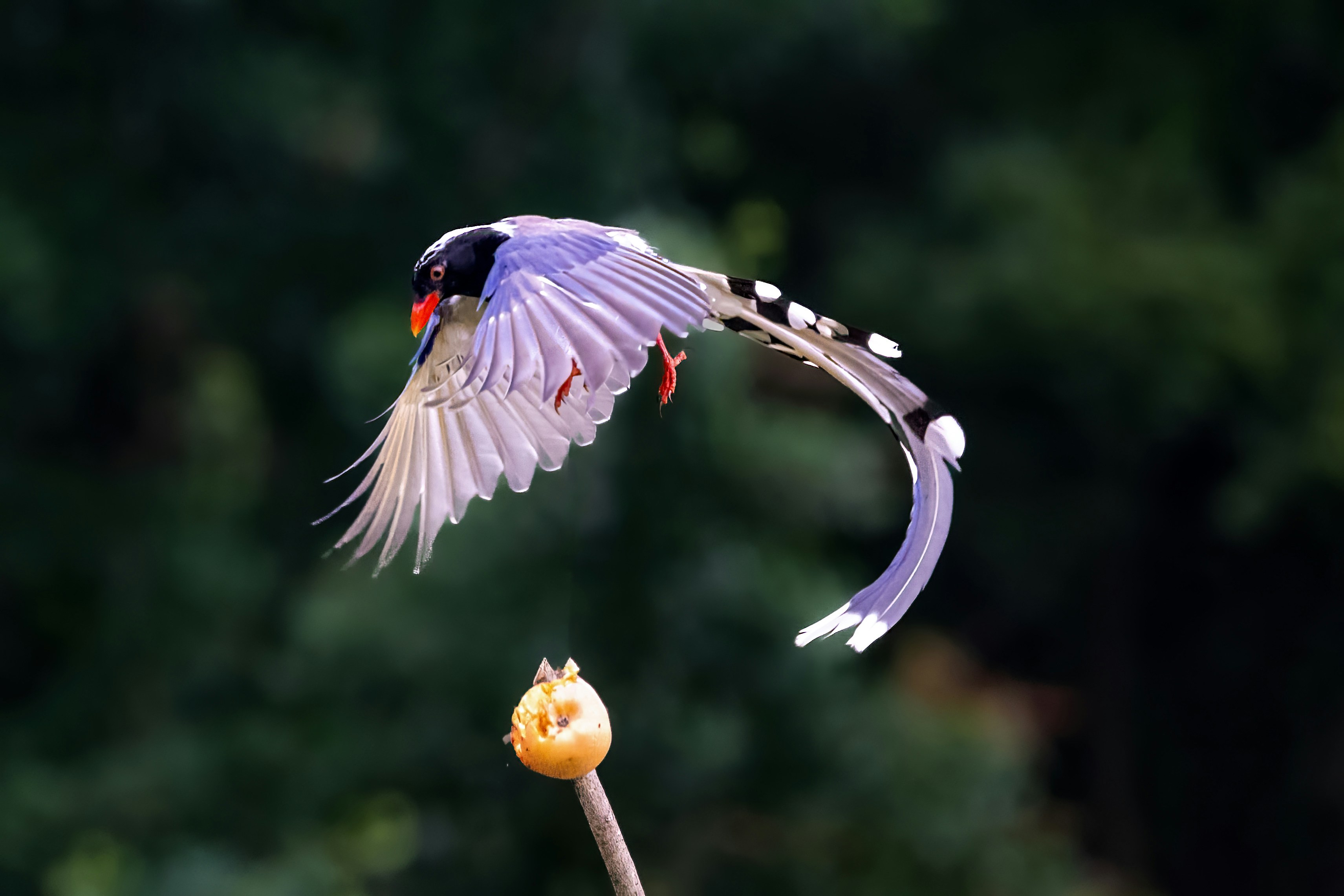 un pájaro volando sobre una flor con las alas extendidas
