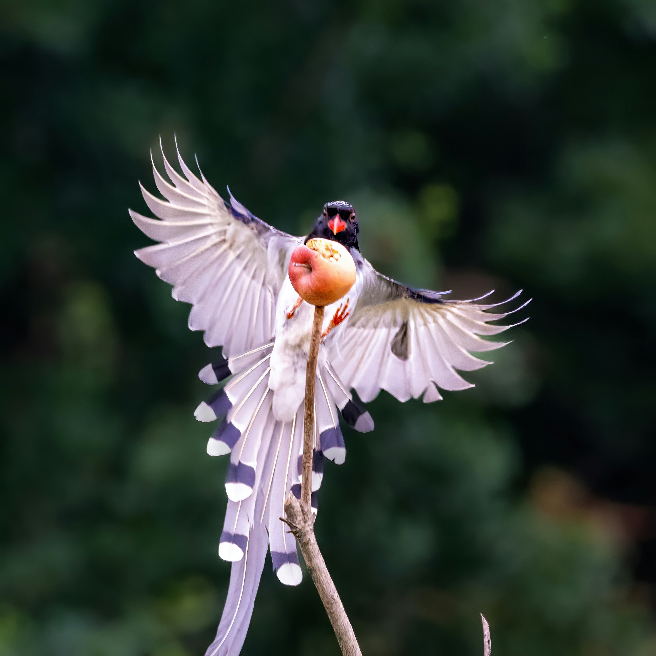 gray computer monitor